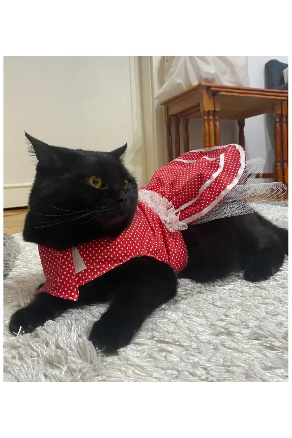 Beyaz Puantiyeli Kurdeleli Kırmızı Dişi Kedi Köpek Kıyafeti Elbis