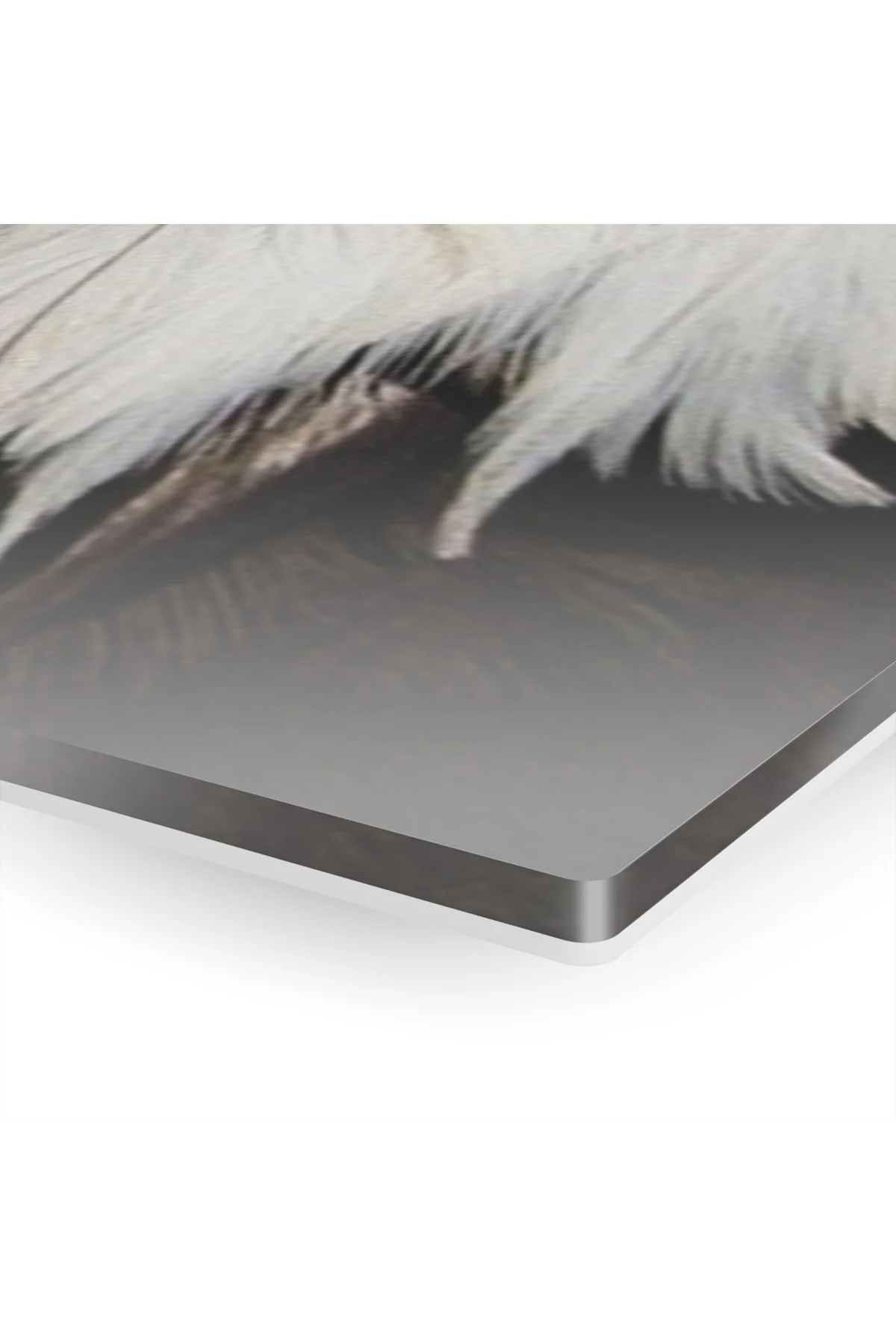Beyaz Renkli Kartal Kafası Cam Tablo Duvar Dekoru