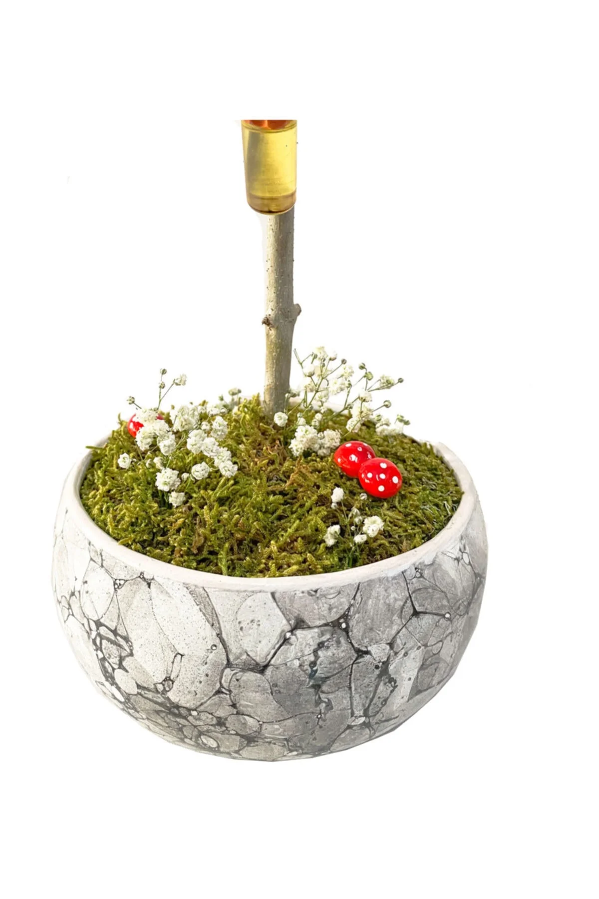 Beyaz Seramik Saksıda Zeytin Bonsai