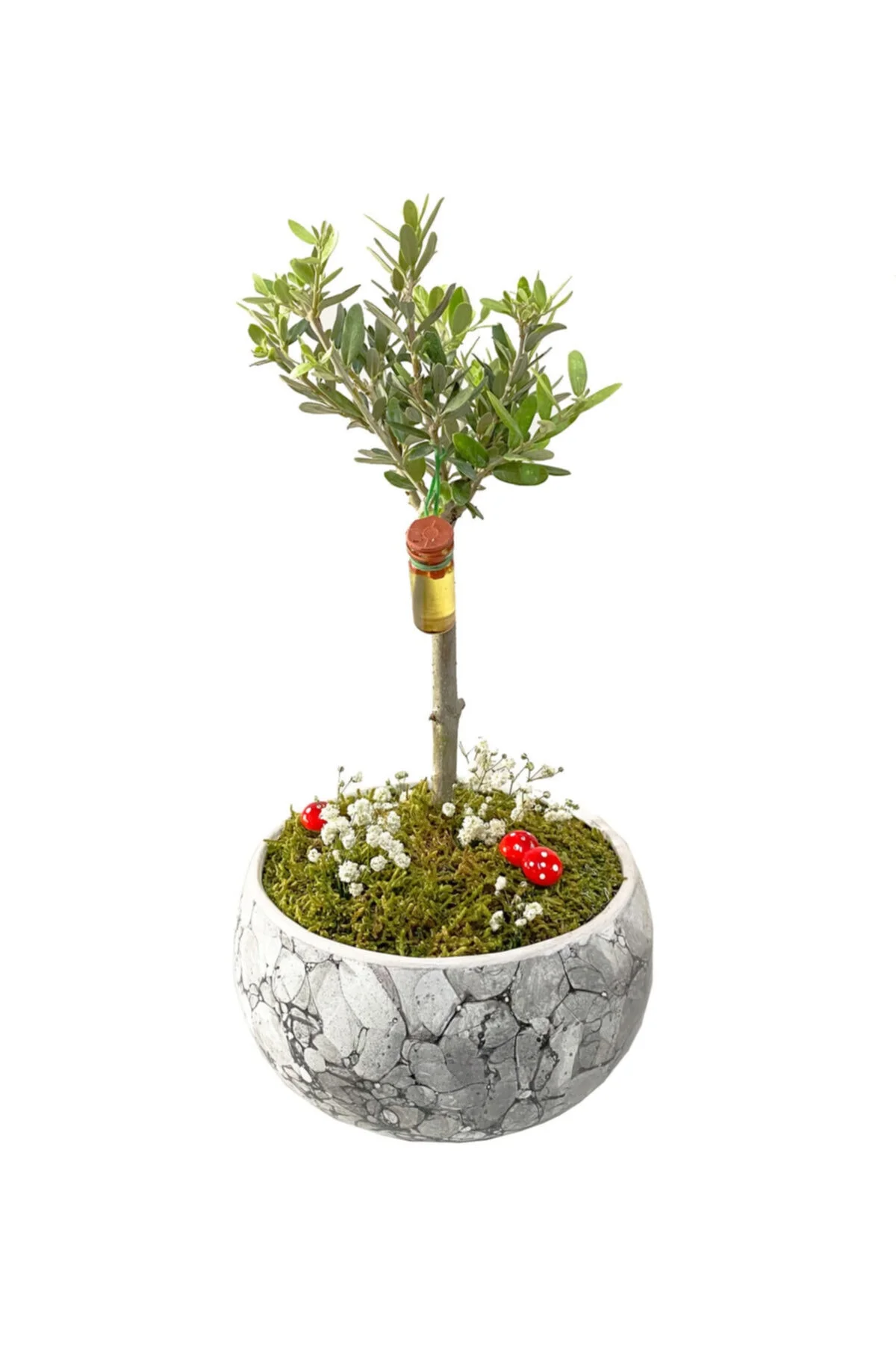 Beyaz Seramik Saksıda Zeytin Bonsai