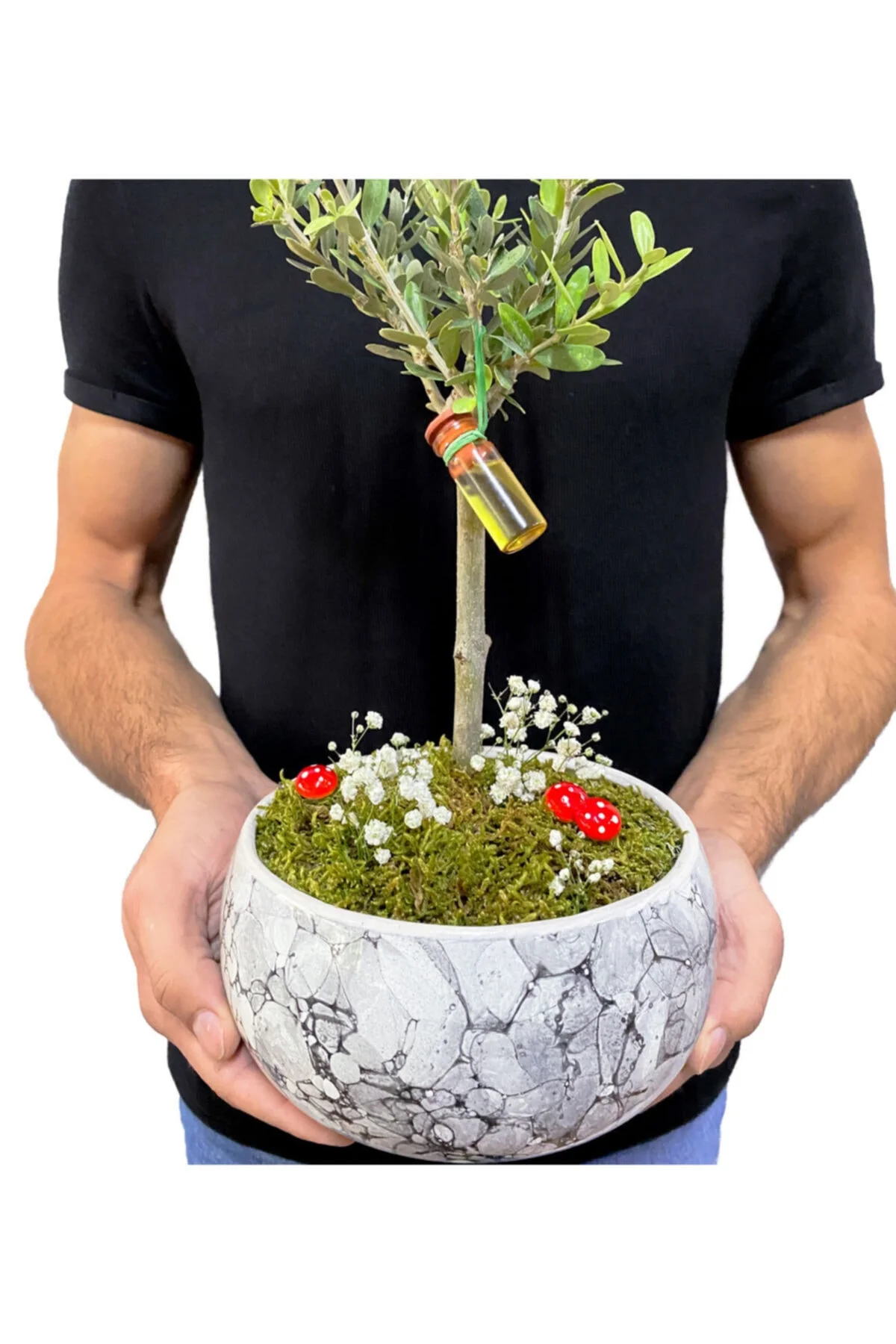 Beyaz Seramik Saksıda Zeytin Bonsai