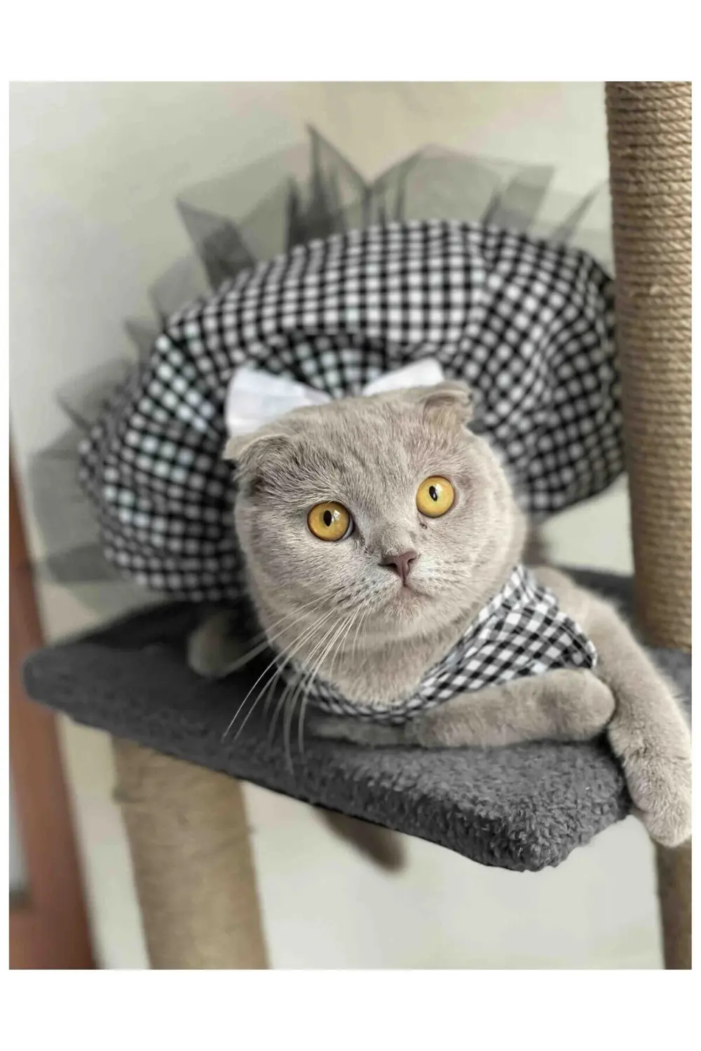 Beyaz Siyah Kareli Dişi Kedi Köpek Kıyafeti Elbisesi