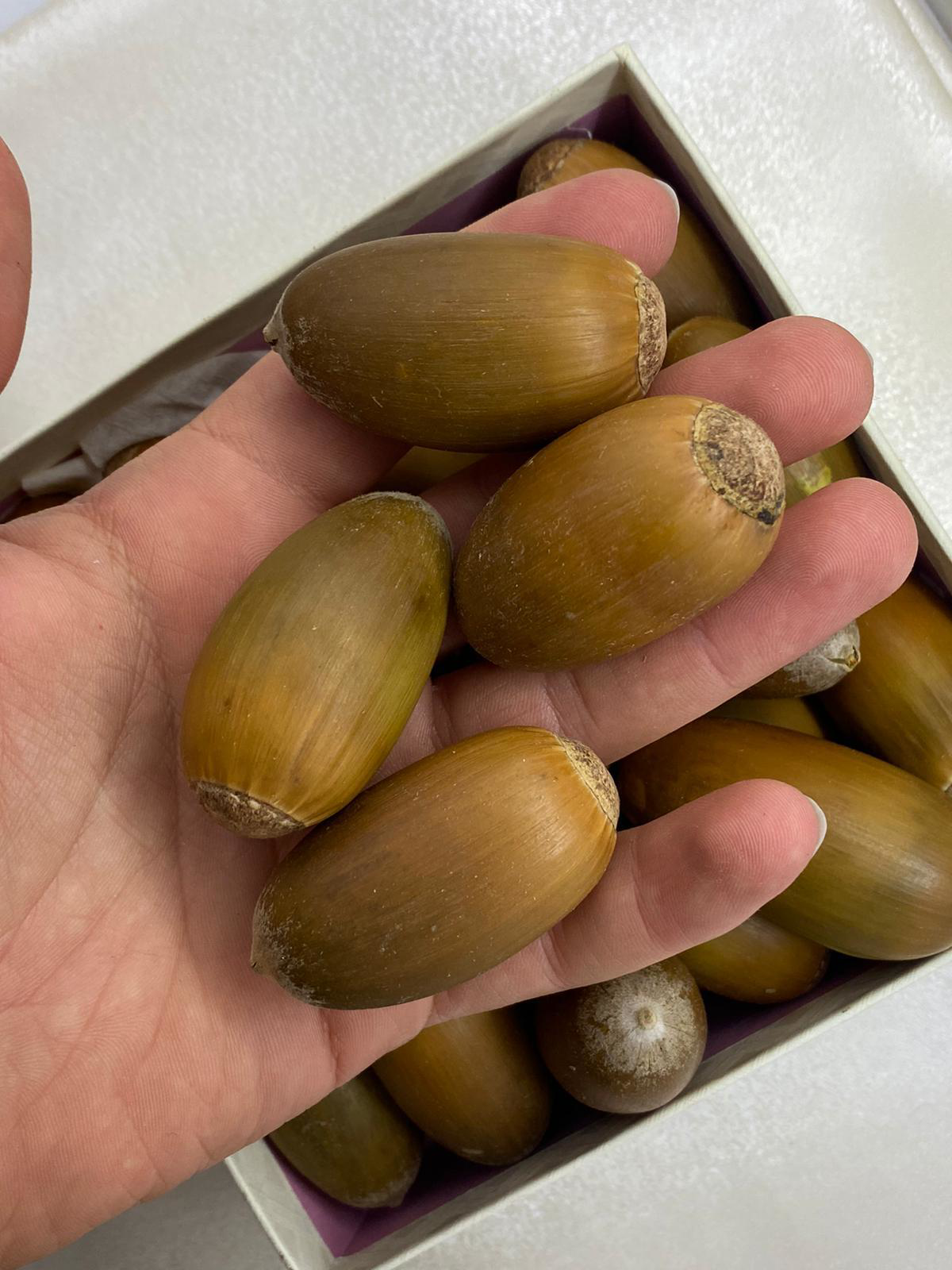 Beyisa Meşe Palamudu Doğunun Kestanesi Pelit Yemiş 1 kg Palamut