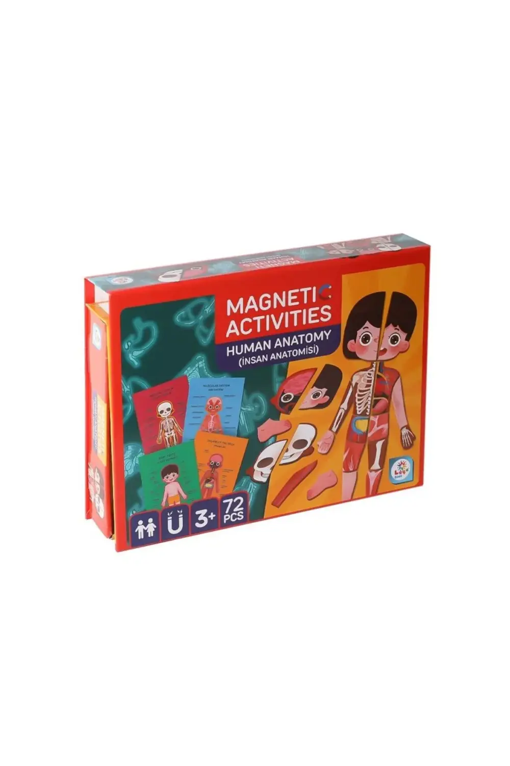 BFS LC986ManyetikAktiviteİnsanAnatomisi-Laço BFS LC986ManyetikAktiviteİnsanAnatomisi-Laço