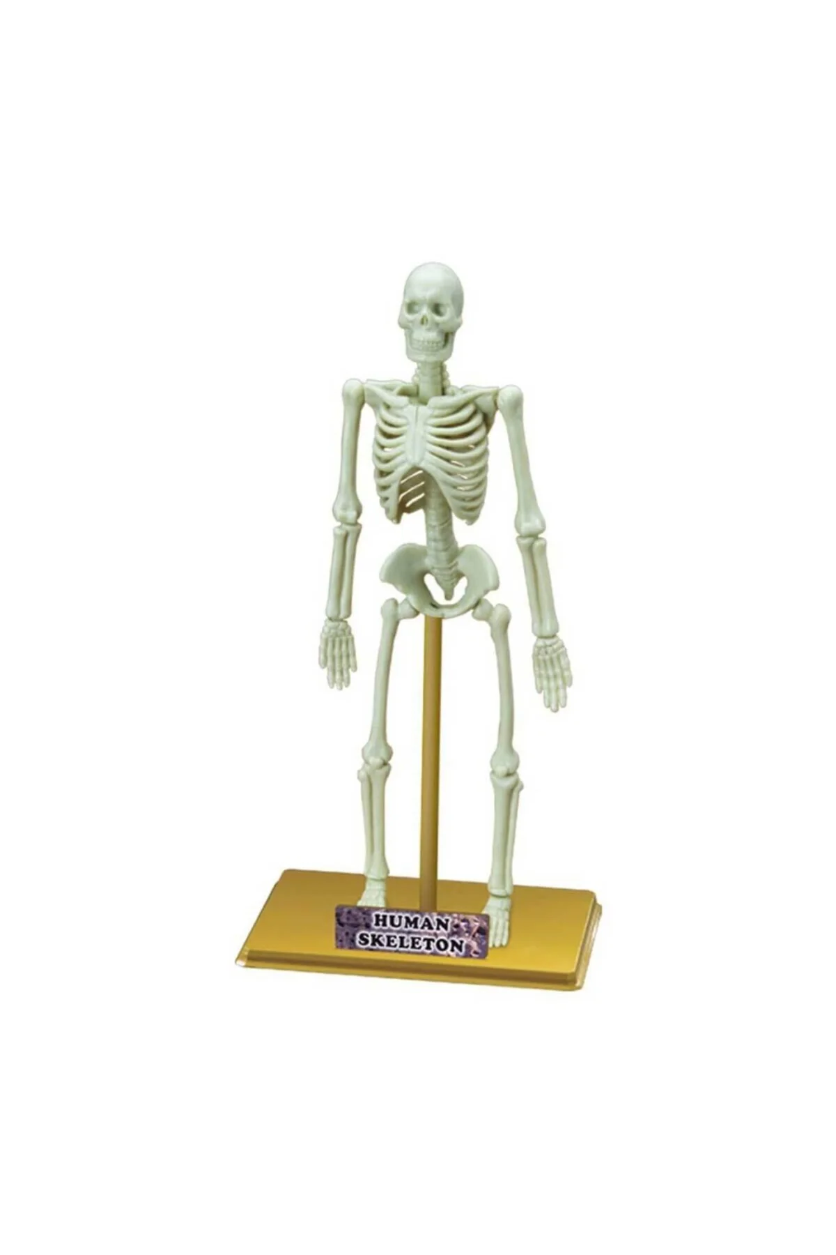 Bilim Seti : İnsan İskeleti