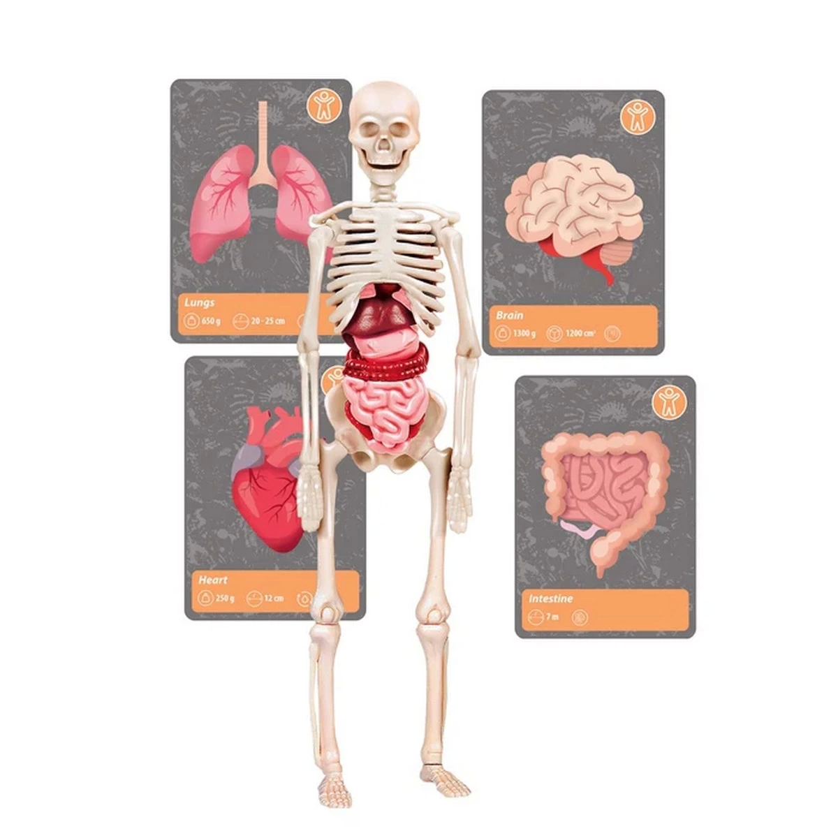 Bilim ve Oyun Dünyadaki Yaşamın Tarihi