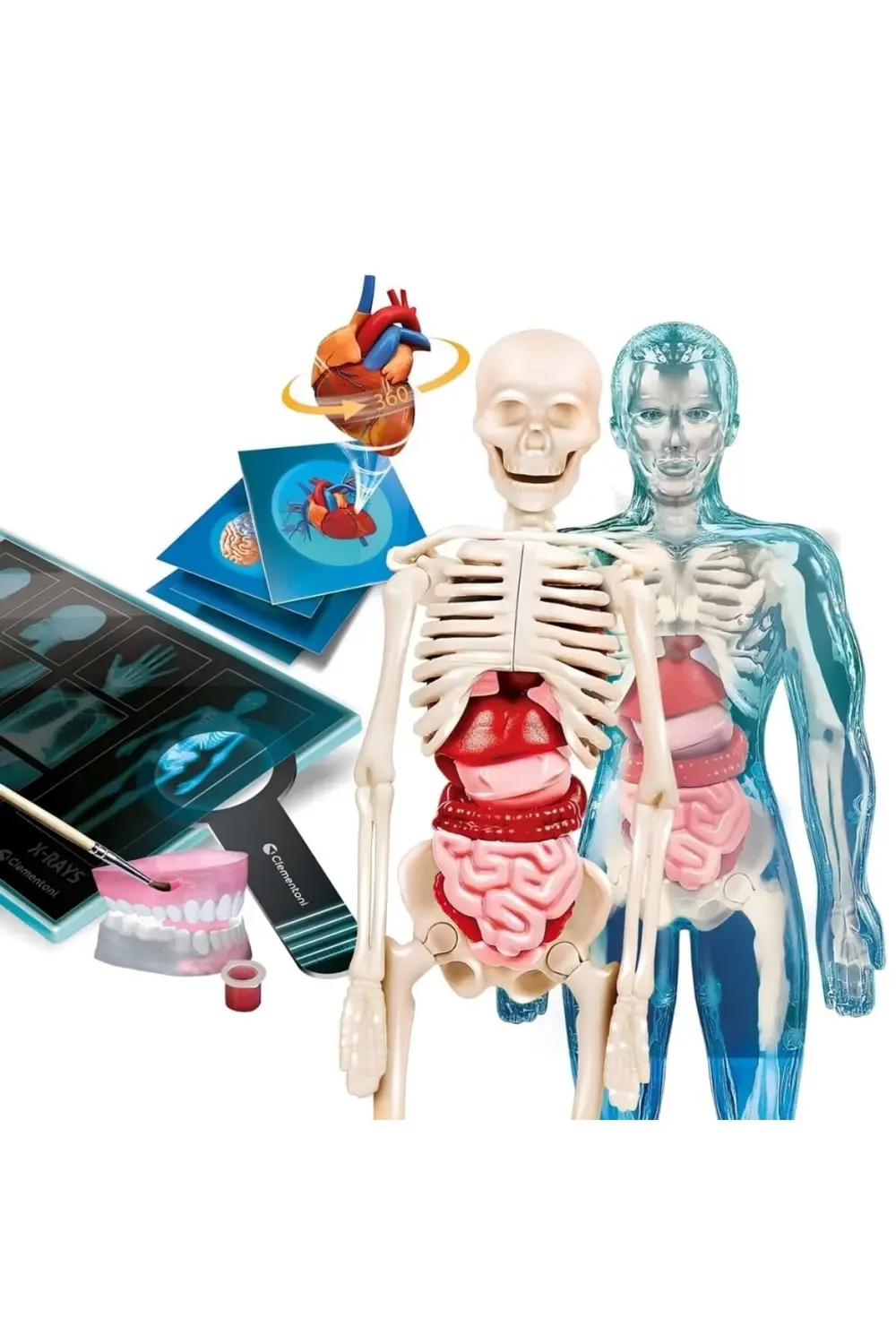 Bilim ve Oyun Süper Anatomi