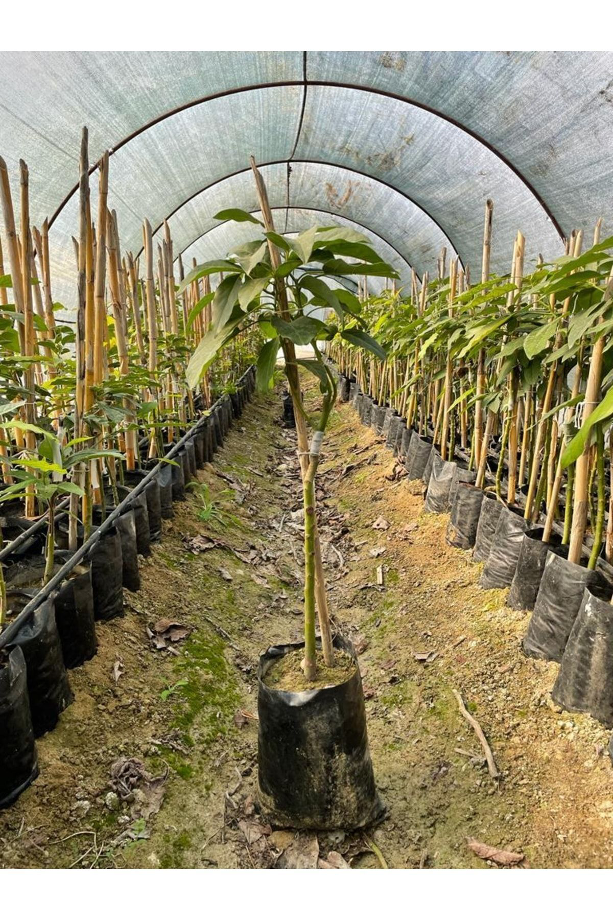 Birbirini Tozlayan 2 Yaş Tüplü Aşılı Bacon Ve Fuerte Avakado (2'l