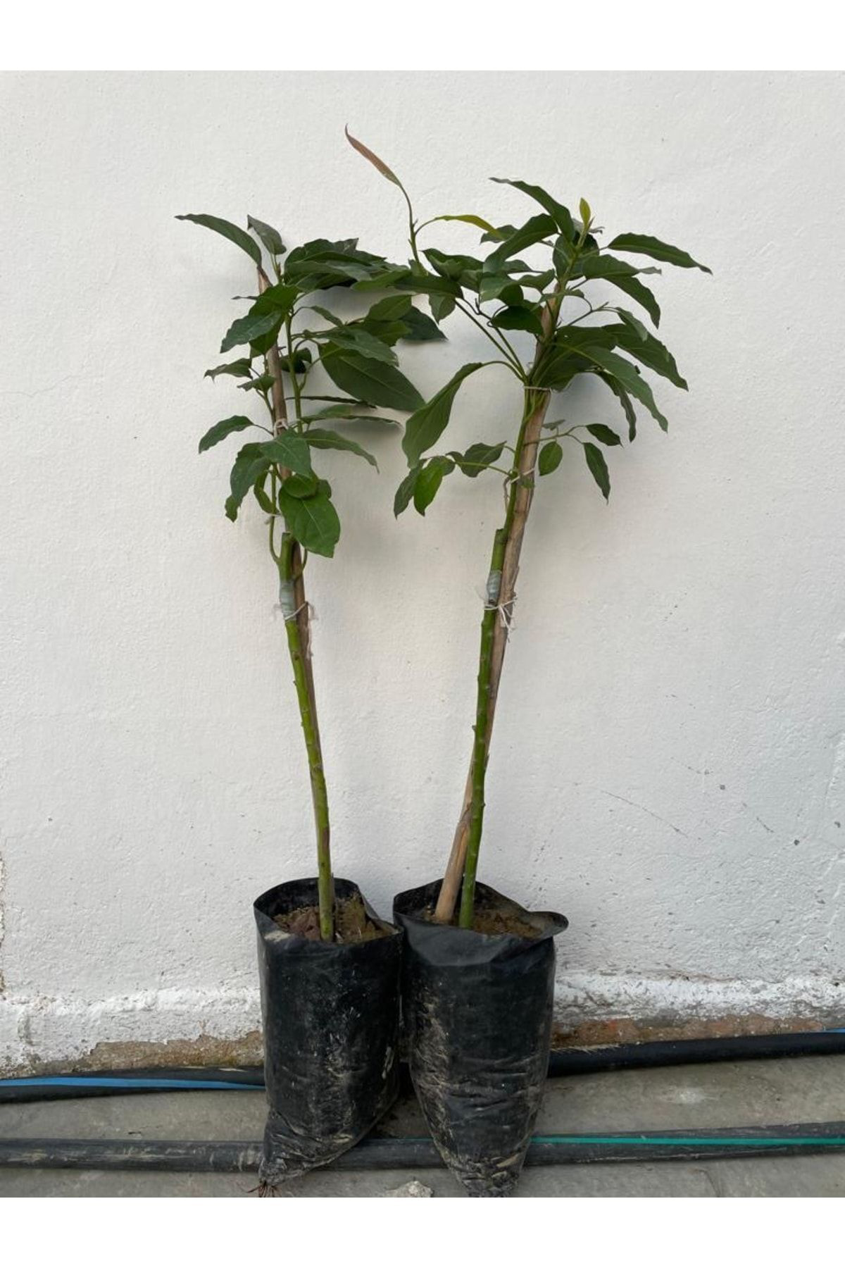 Birbirini Tozlayan 2 Yaş Tüplü Aşılı Bacon Ve Fuerte Avakado (2'l