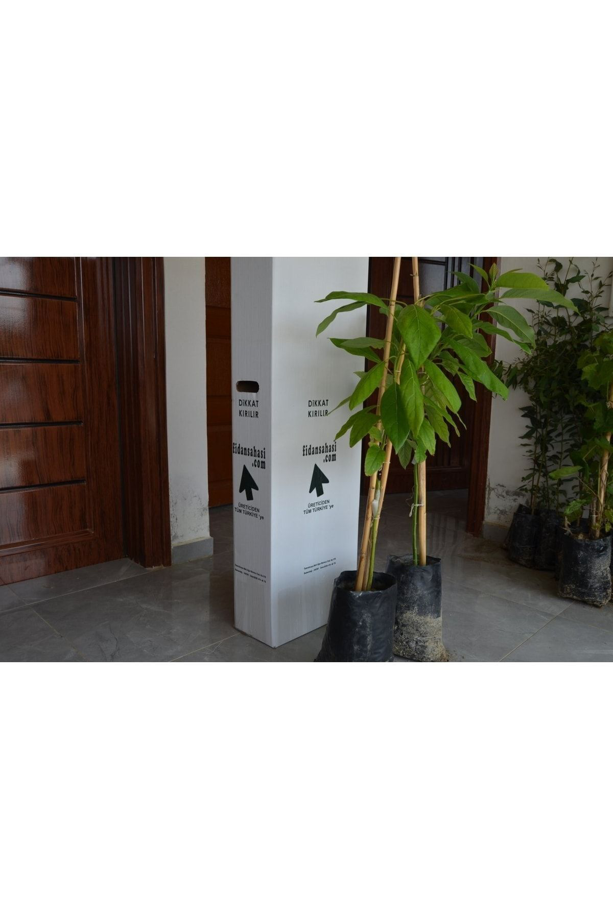 Birbirini Tozlayan 2 Yaş Aşılı Bacon Ve Fuerte Avakado 2'li