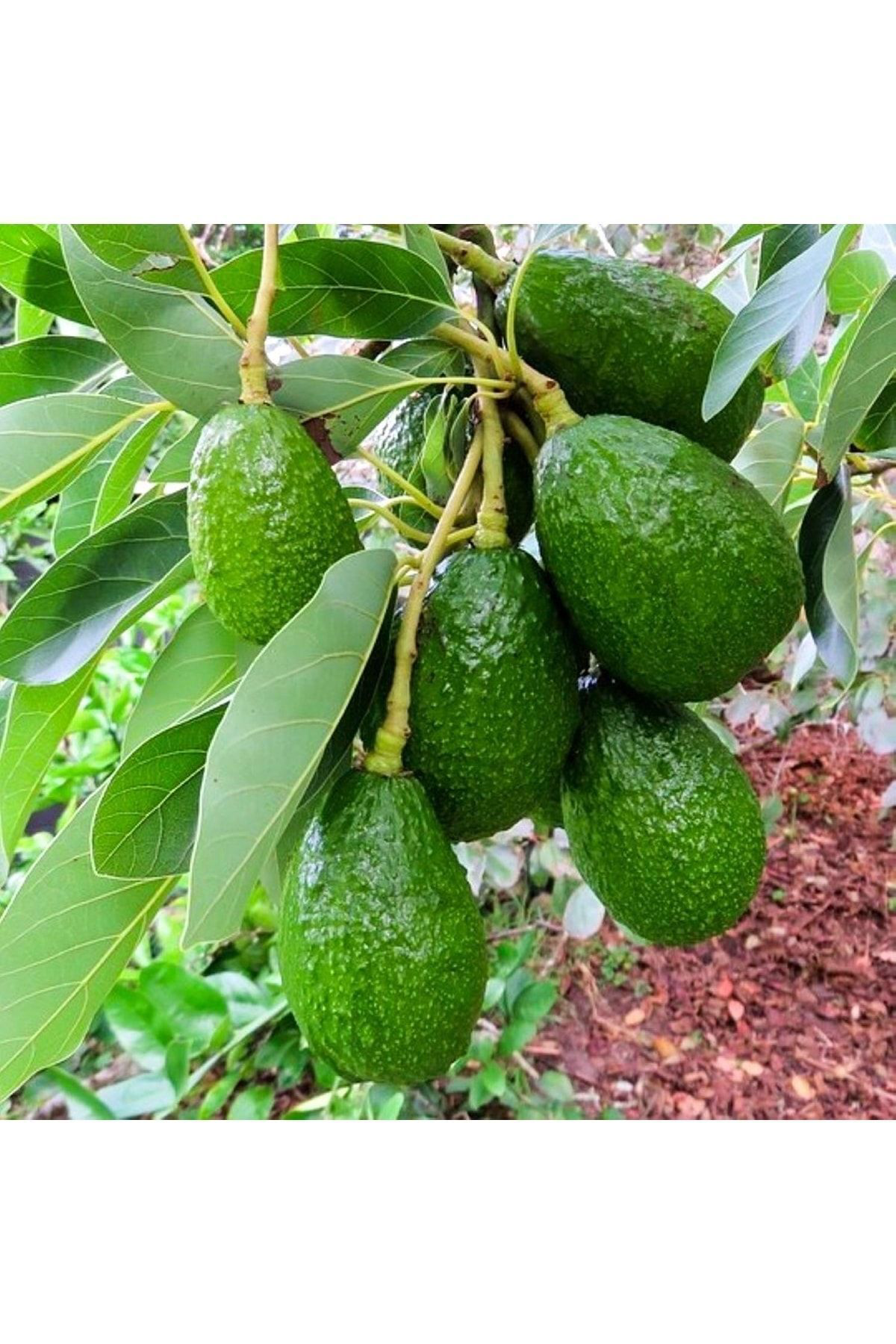 Birbirini Tozlayan 2 Yaş Aşılı Bacon Ve Fuerte Avakado 2'li