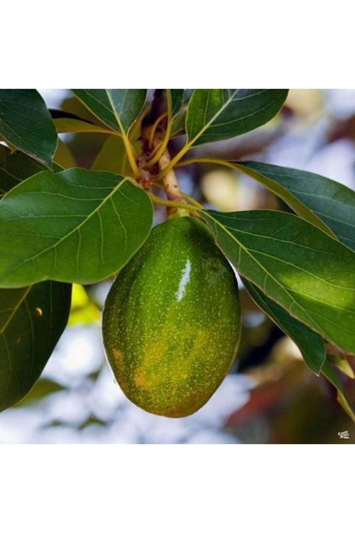 Birbirini Tozlayan 2 Yaş Aşılı Fuerte Ve Zutano Avakado (2'li Pak
