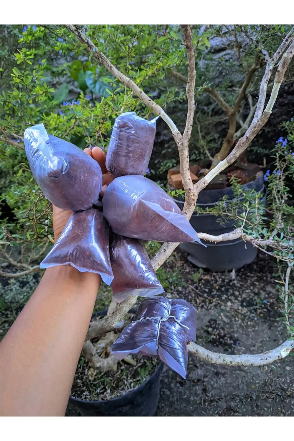 Bitki Çelik Köklendirici Özel Torf