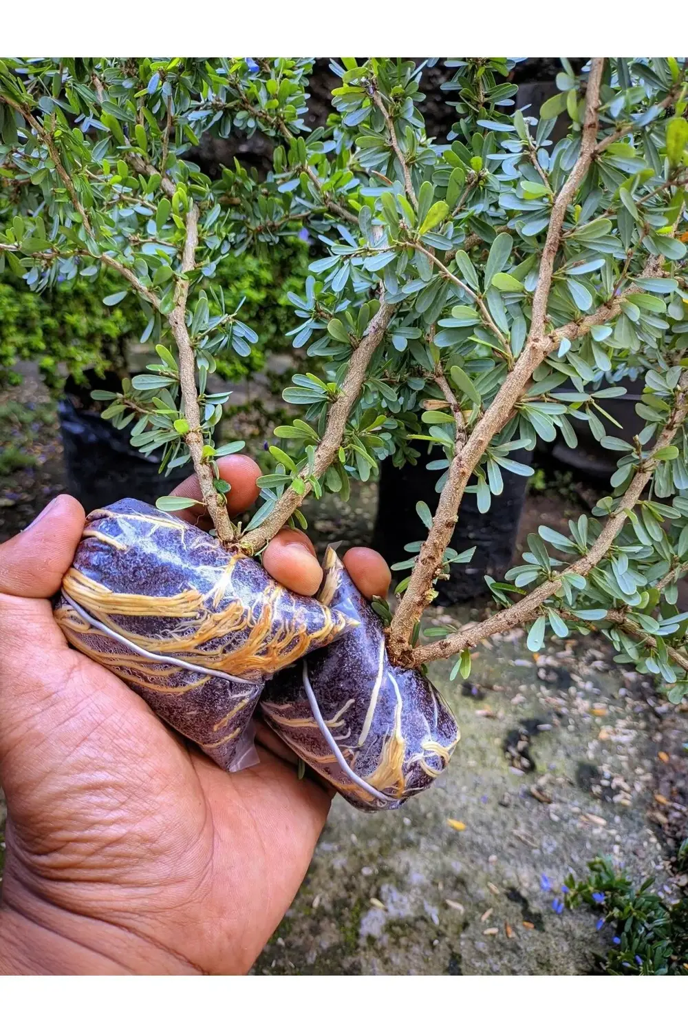 Bitki Çelik Köklendirici Özel Torf