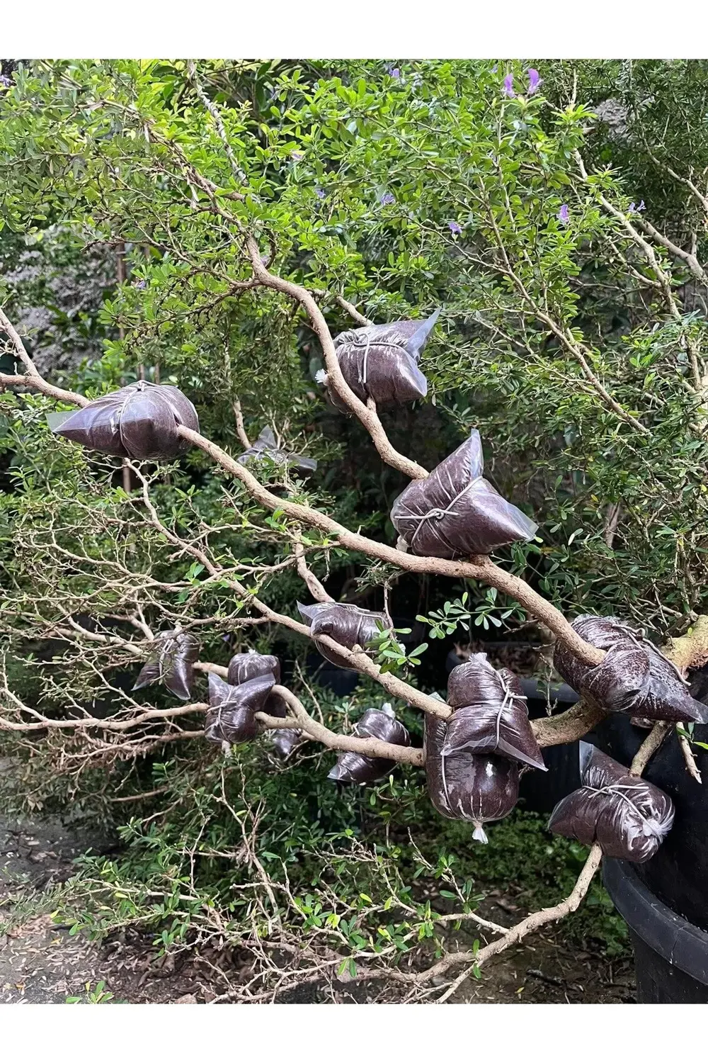 Bitki Çelik Köklendirici Özel Torf