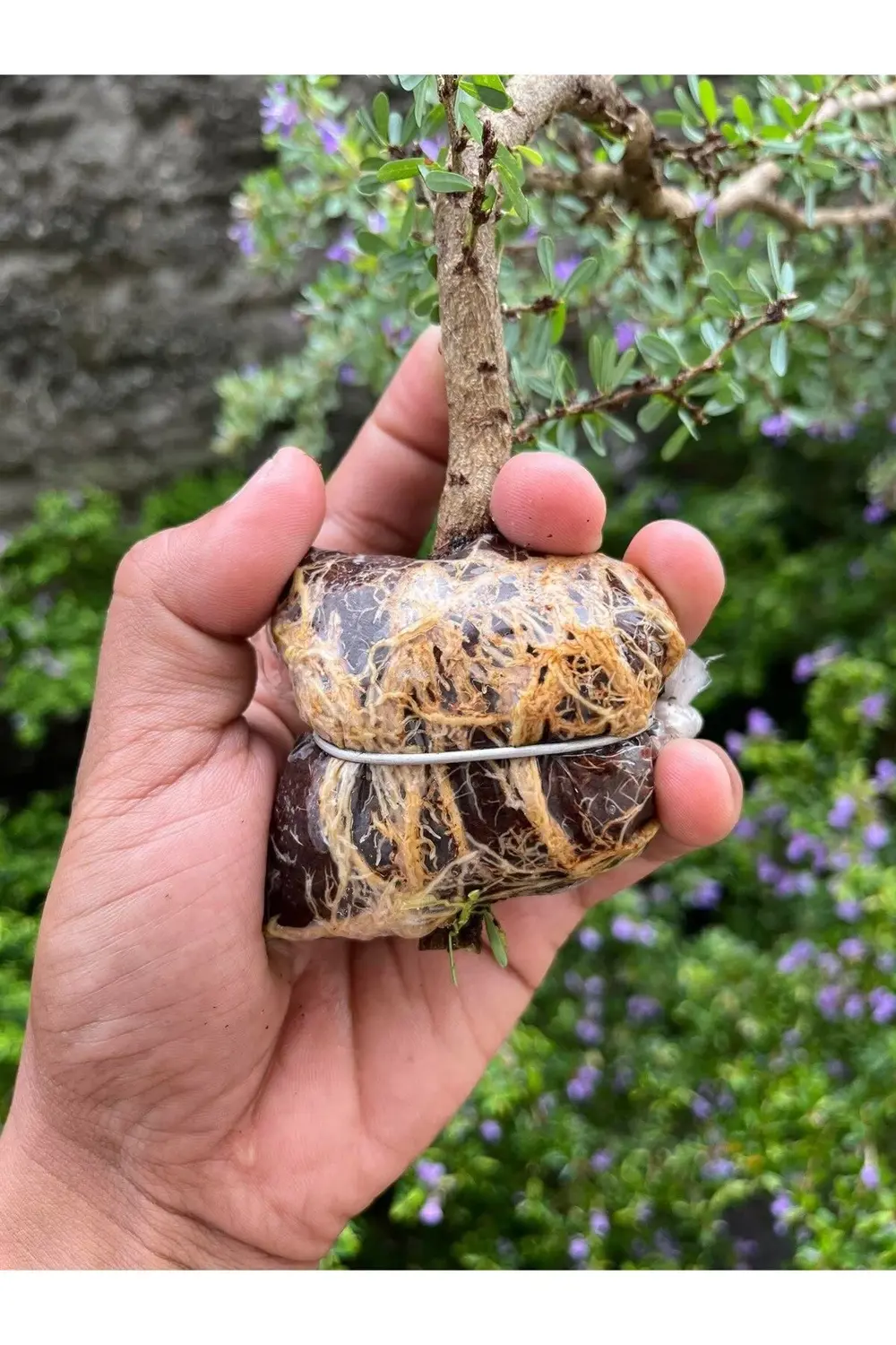 Bitki Çelik Köklendirici Özel Torf