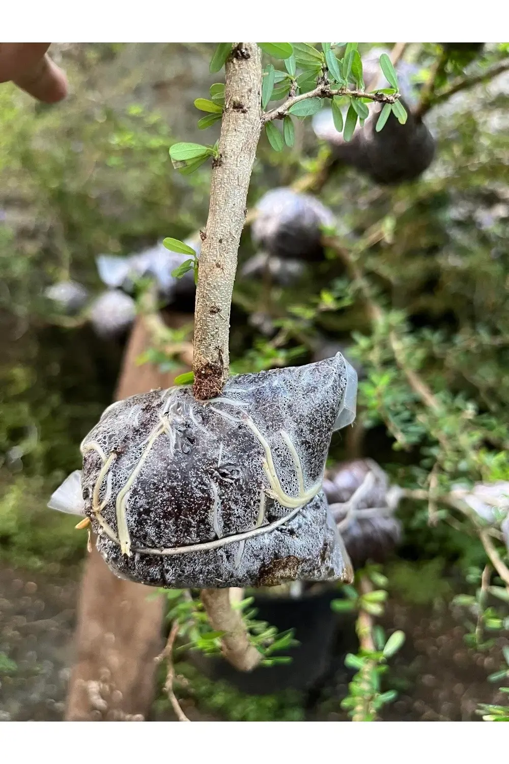 Bitki Çelik Köklendirici Özel Torf