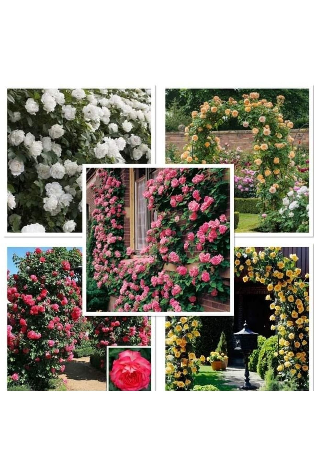 Tohumgübre Bitki Çiçek Agaç Fidan Çelik Köklendirme Torfu