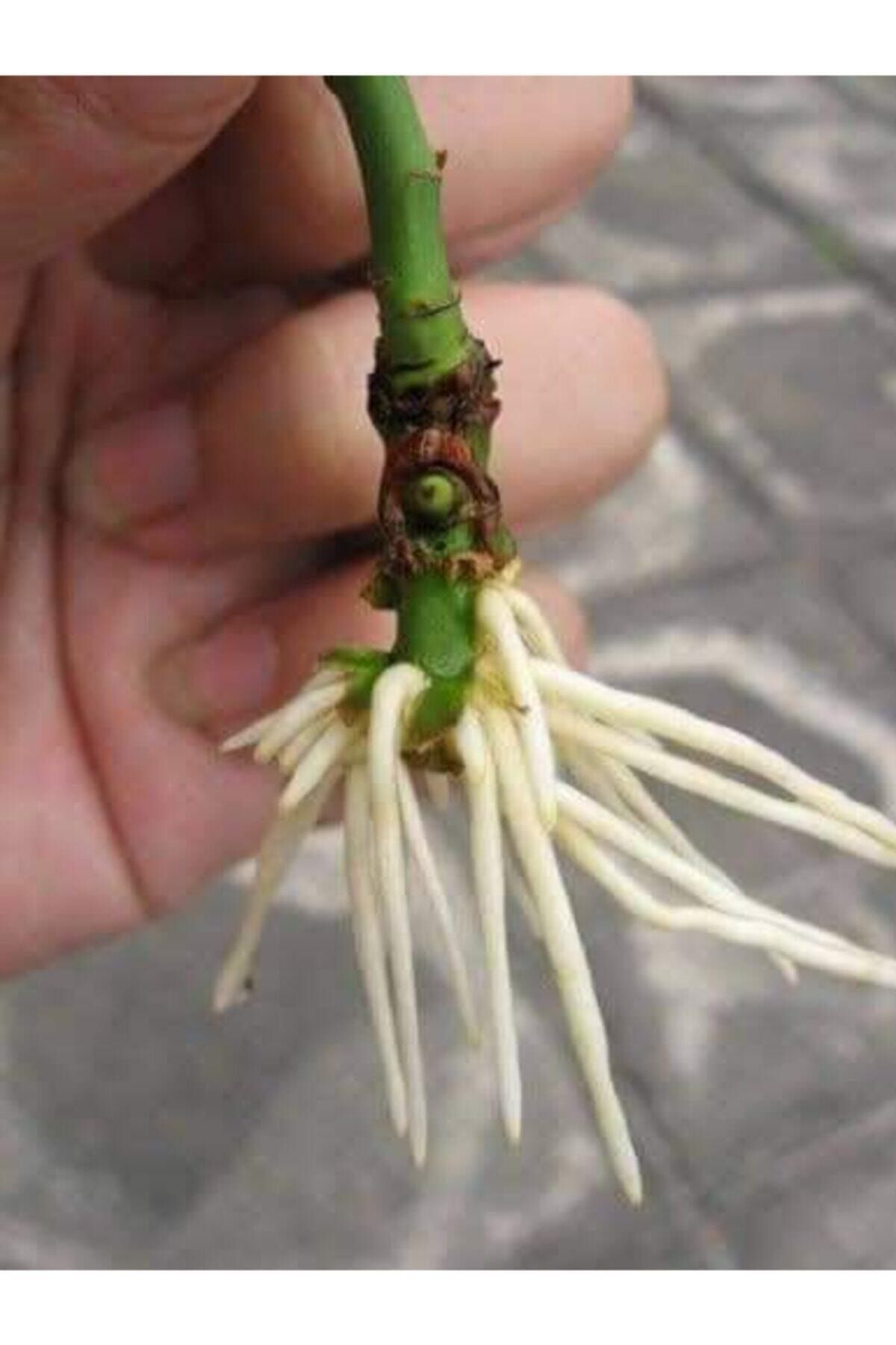 Tohumgübre Bitki Köklendirici 50 Ml Sıvı Hormon Ve 6 Litre Köklendirme Perli