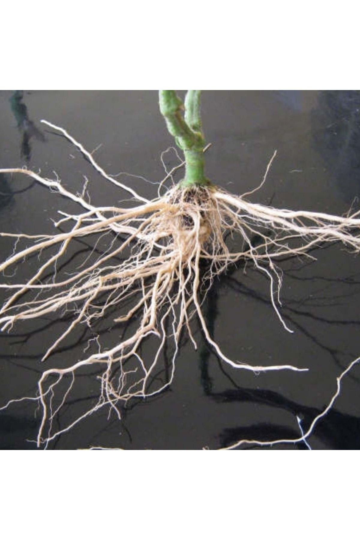 Kaliteli Bitki Köklendiren Hormon 50 Ml Ve Bitki Köklendirme Perliti 6 Lit