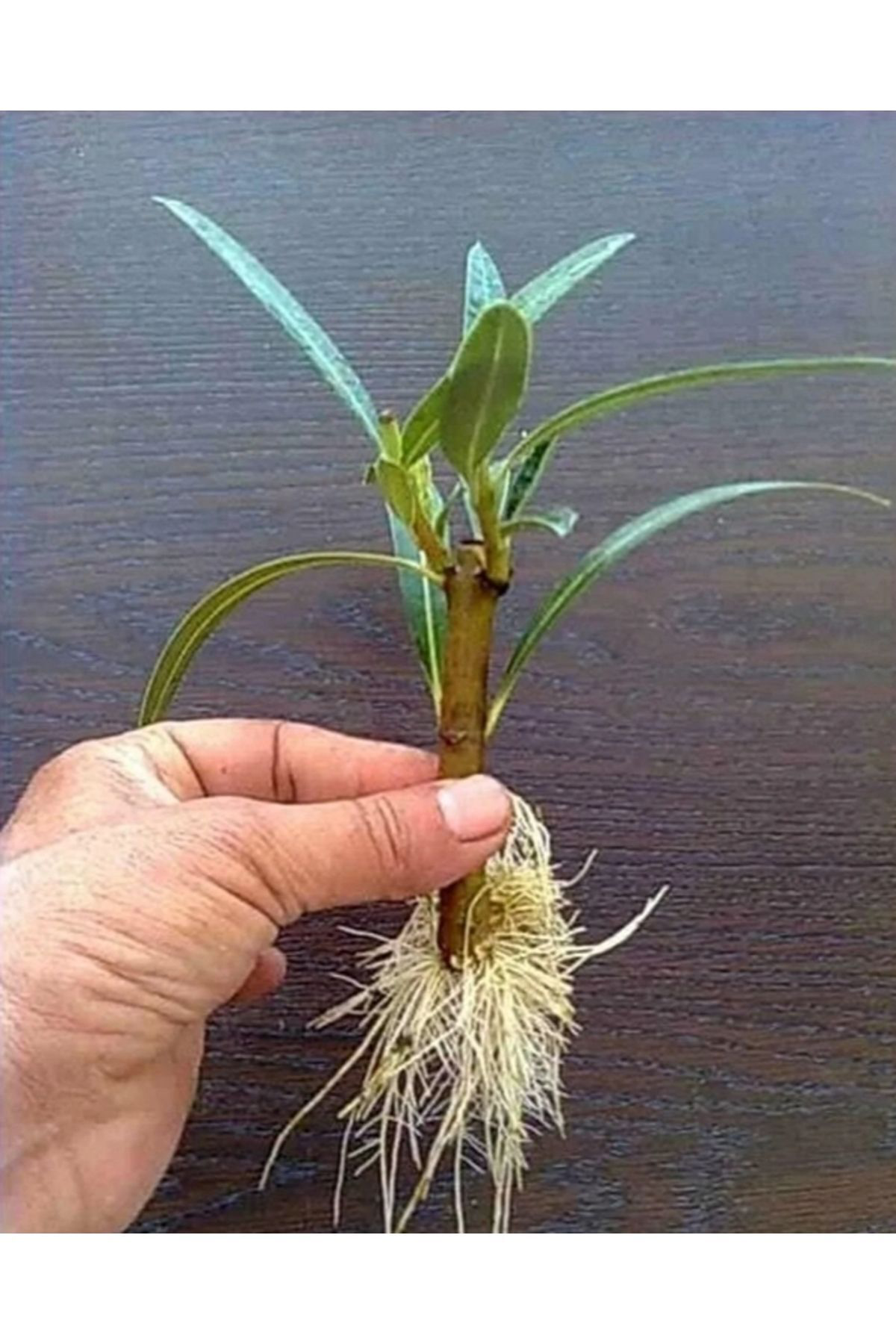 Tarımsal Ve Hayvansal Ürünler Bitki Köklendirme Hormonu