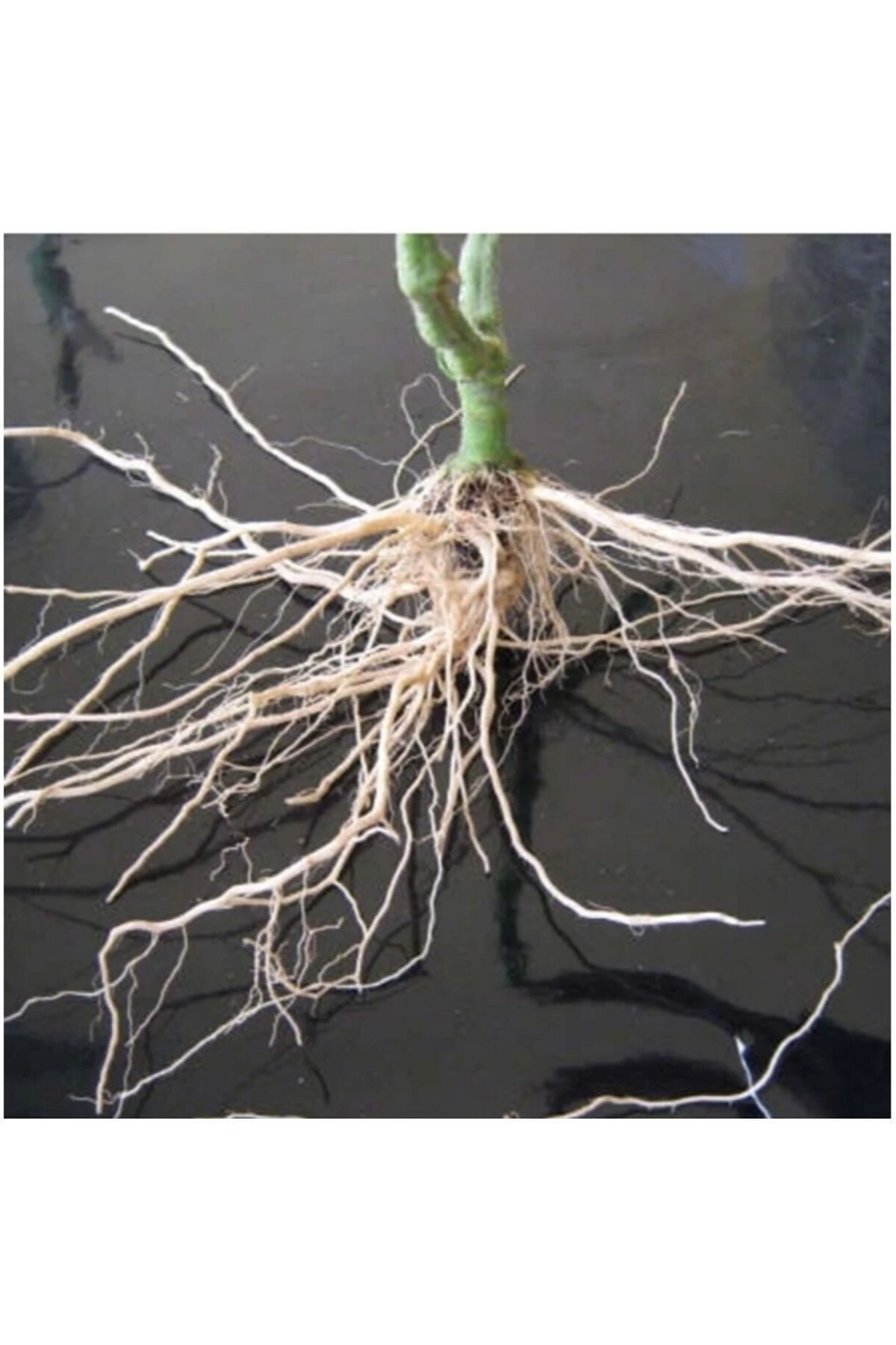 Tarımsal Ve Hayvansal Ürünler Bitki Köklendirme Hormonu