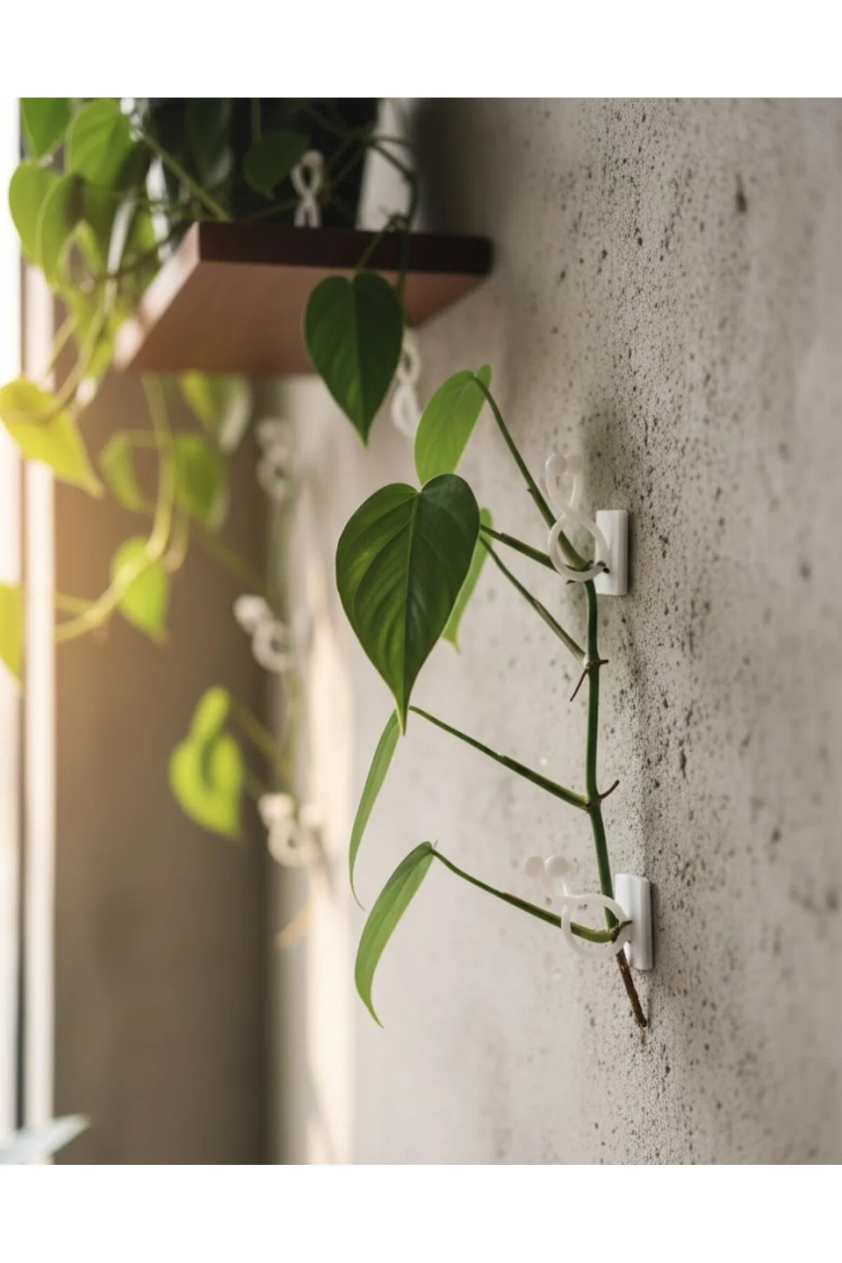 “Bitki & Sarmaşık Tutucu Duvar Klipsi – 4 cm 10 Adet Yapışkanlı B