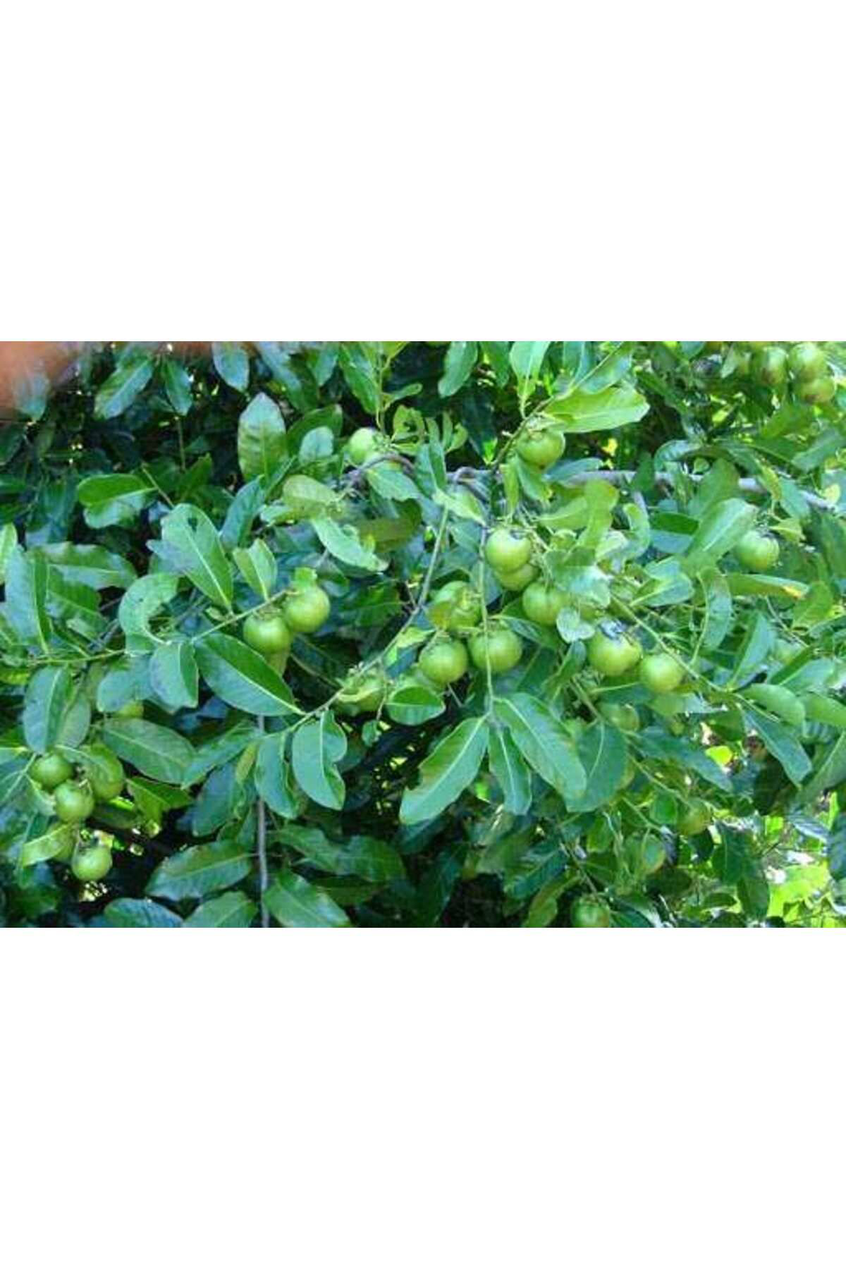 Black Sapote Çikolata Meyvesi, 20-40 Cm, Tüplü