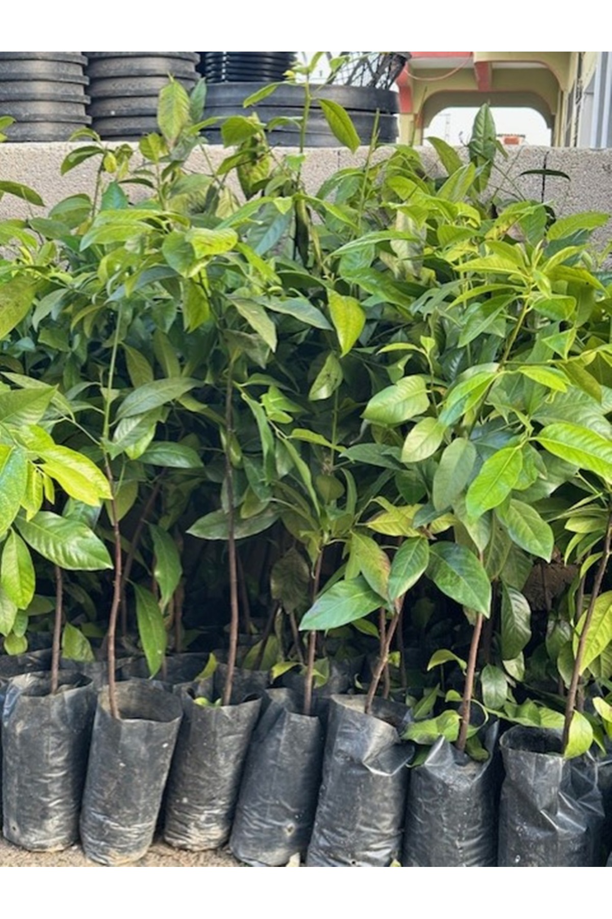 Ases Black Sapote (Çikolata Meyvesi) Yaş 2,Boy 100-120 Cm