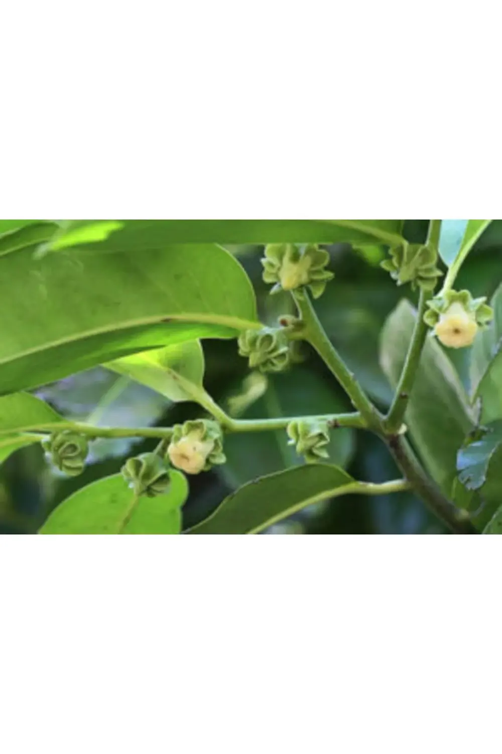Black Sapote Çikolata Meyvesi Ağacı Fidanı 2 Yaş 50 cm
