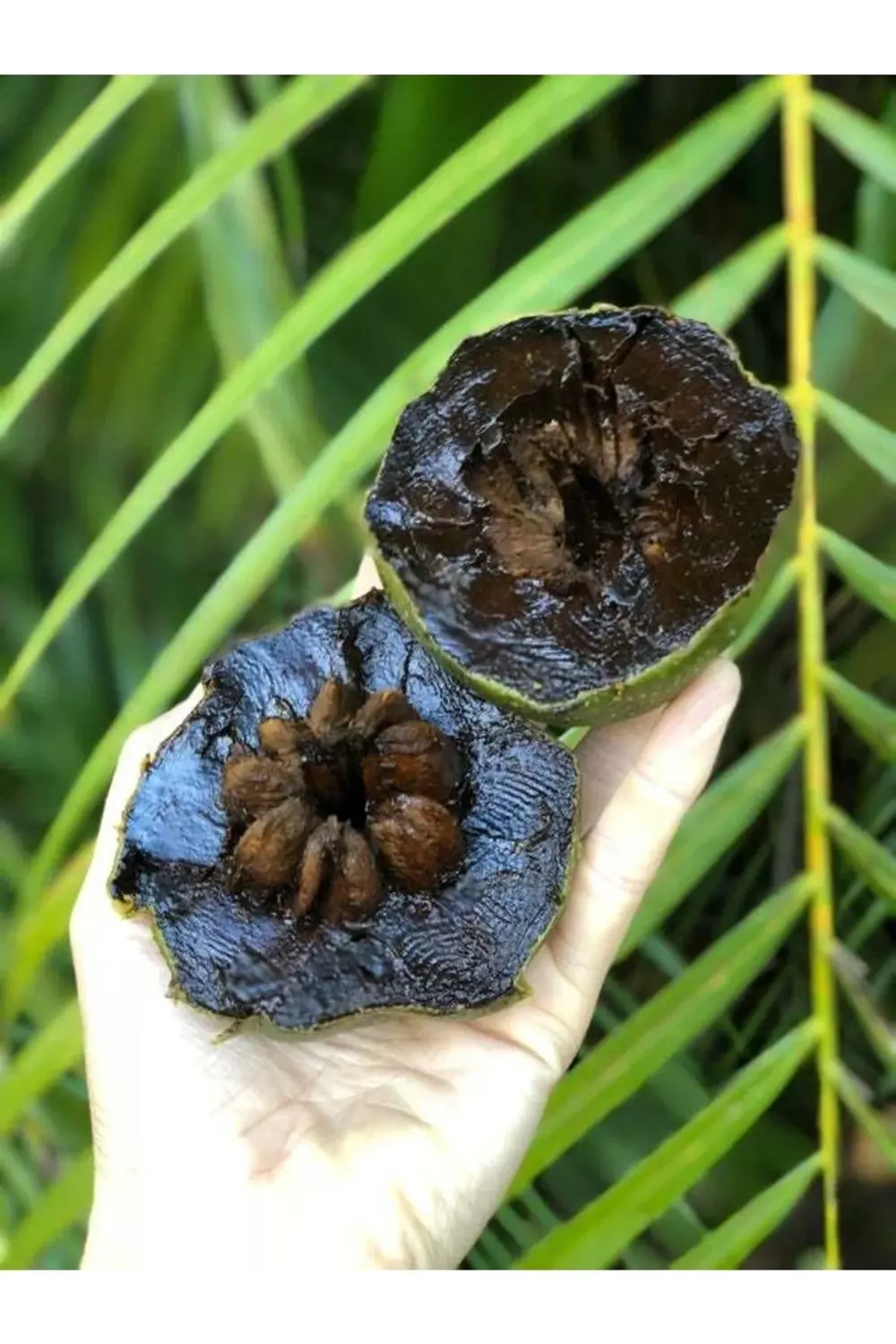 Black Sapote Çikolata Meyvesi Ağacı Fidanı 2 Yaş 50 cm