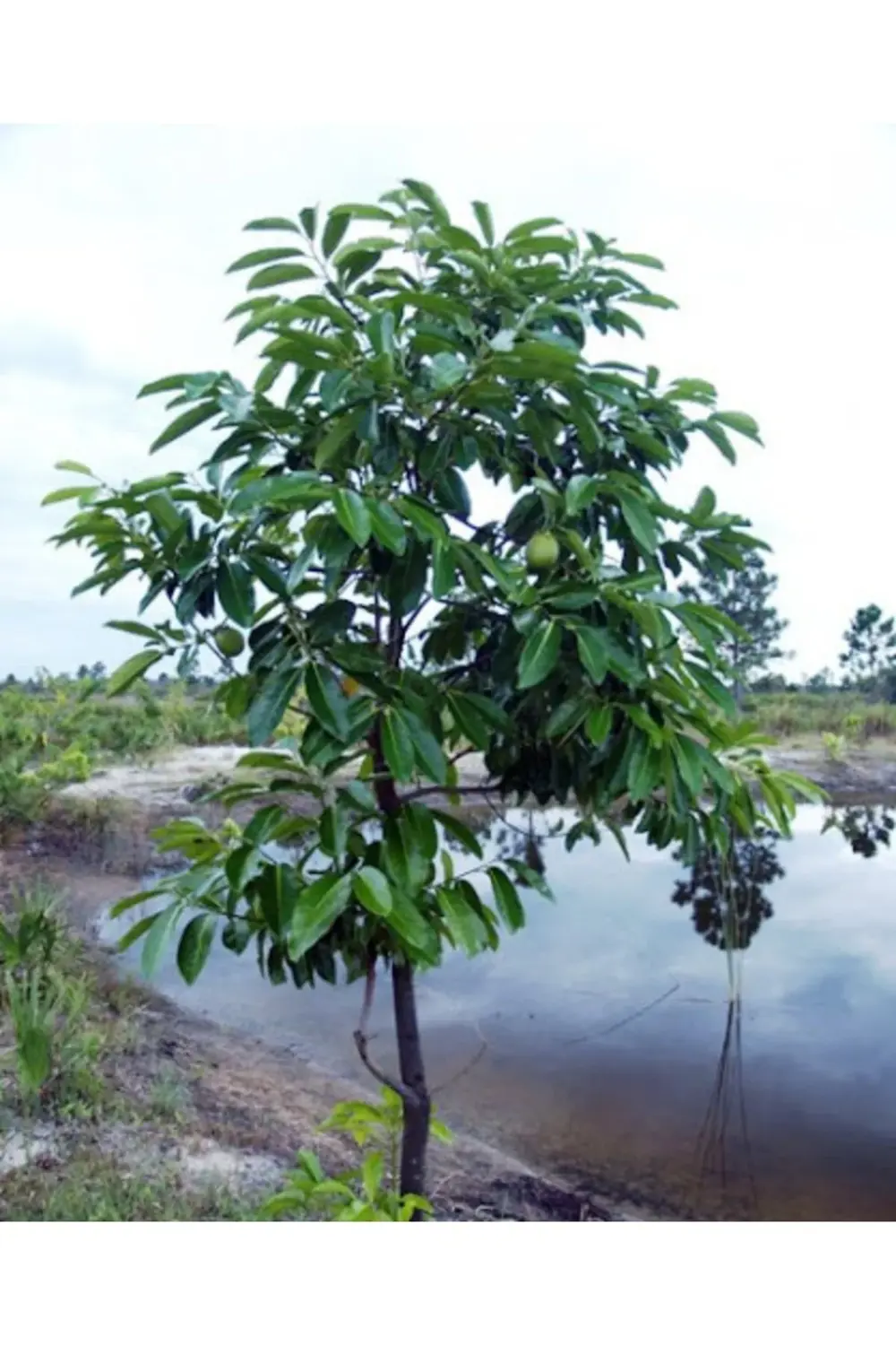Black Sapote Çikolata Meyvesi Ağacı Fidanı 2 Yaş 50 cm