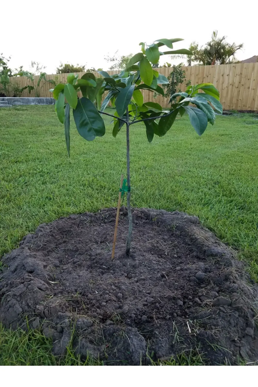 Black Sapote Çikolata Meyvesi Ağacı Fidanı 2 Yaş 50 cm
