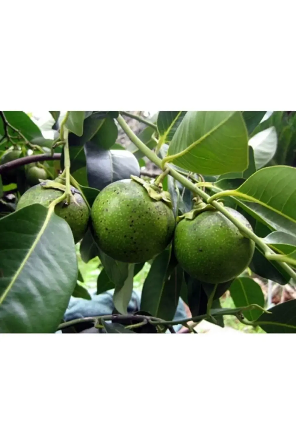 *black Sapote (çikolata Meyvesi Ağacı) Fidanı 4 Yaş 80 Cm