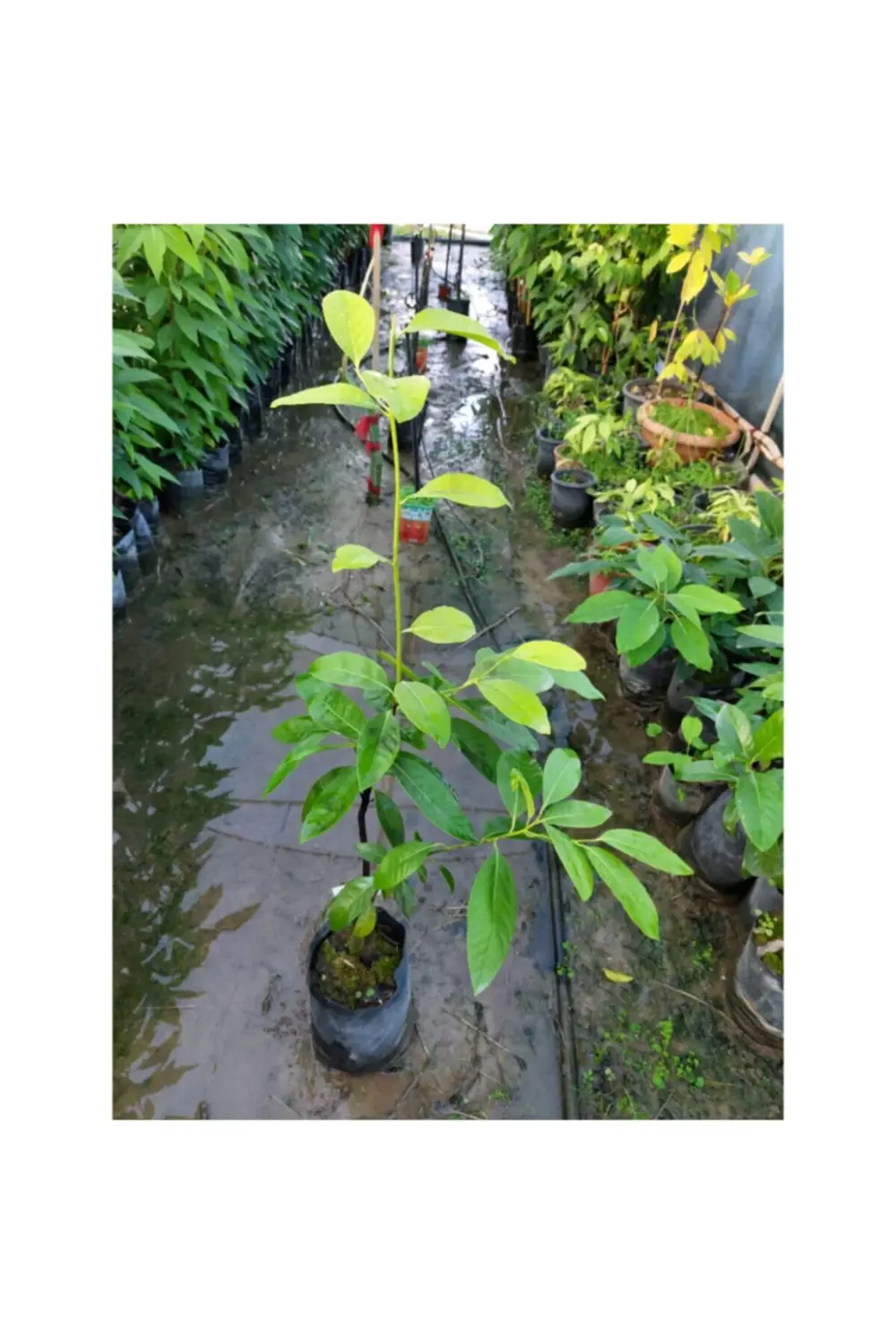 *black Sapote (çikolata Meyvesi Ağacı) Fidanı 4 Yaş 80 Cm