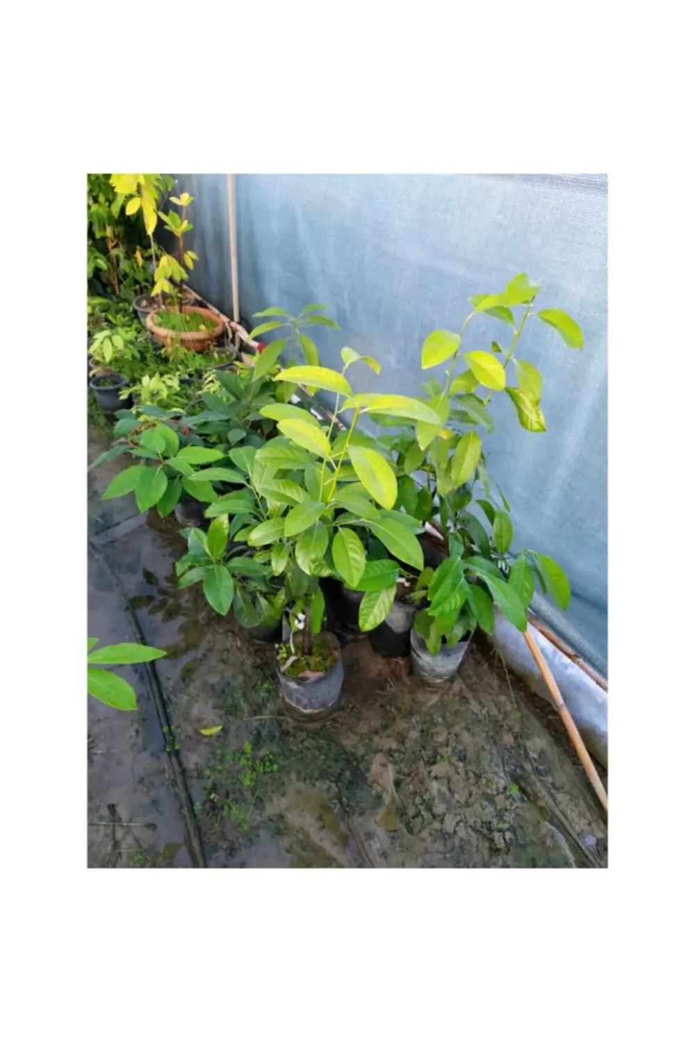 *black Sapote (çikolata Meyvesi Ağacı) Fidanı 4 Yaş 80 Cm