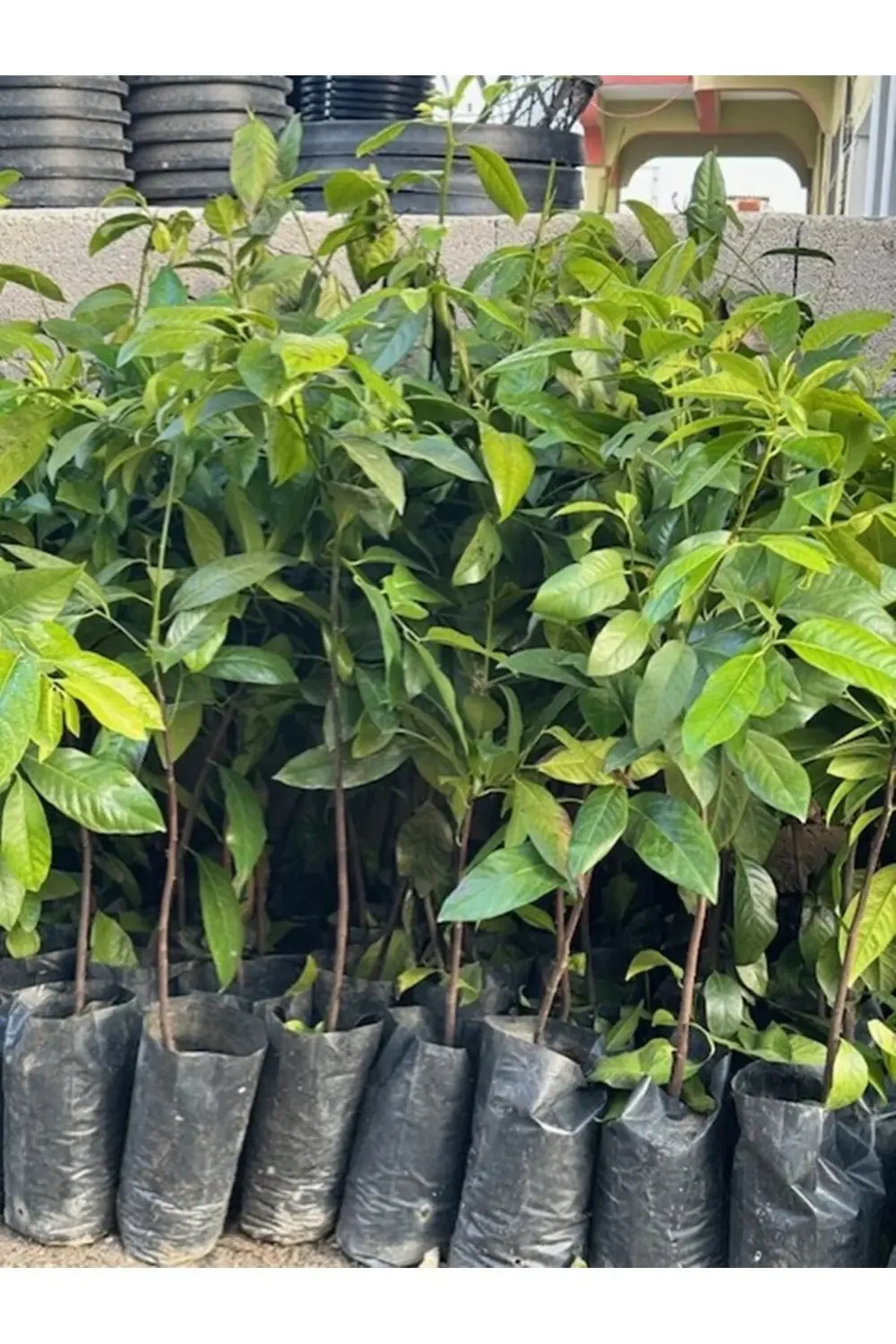 BLACK SAPOTE (ÇİKOLATA MEYVESİ) YAŞ 2,BOY 100-120 CM