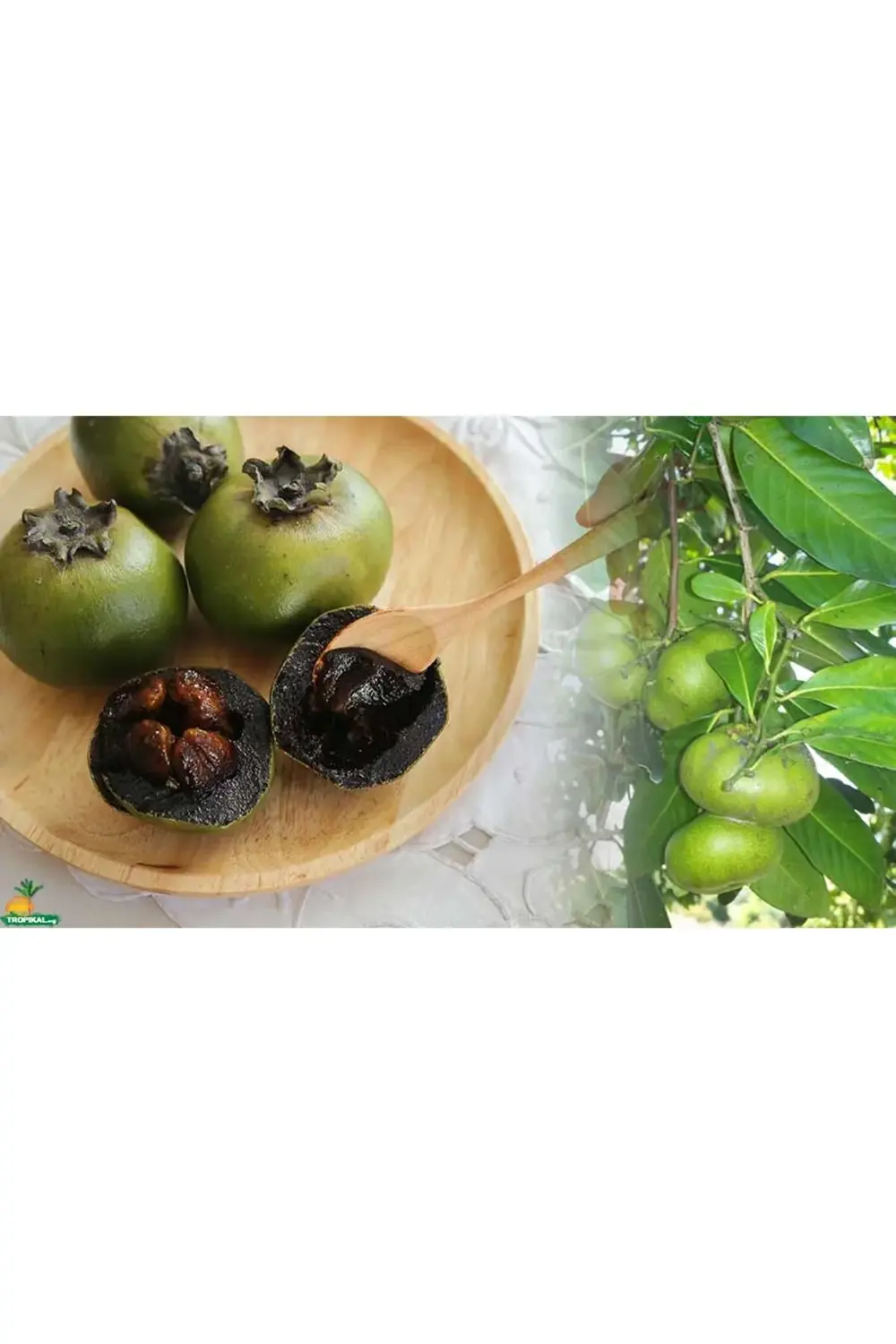 BLACK SAPOTE (ÇİKOLATA MEYVESİ) YAŞ 2,BOY 100-120 CM