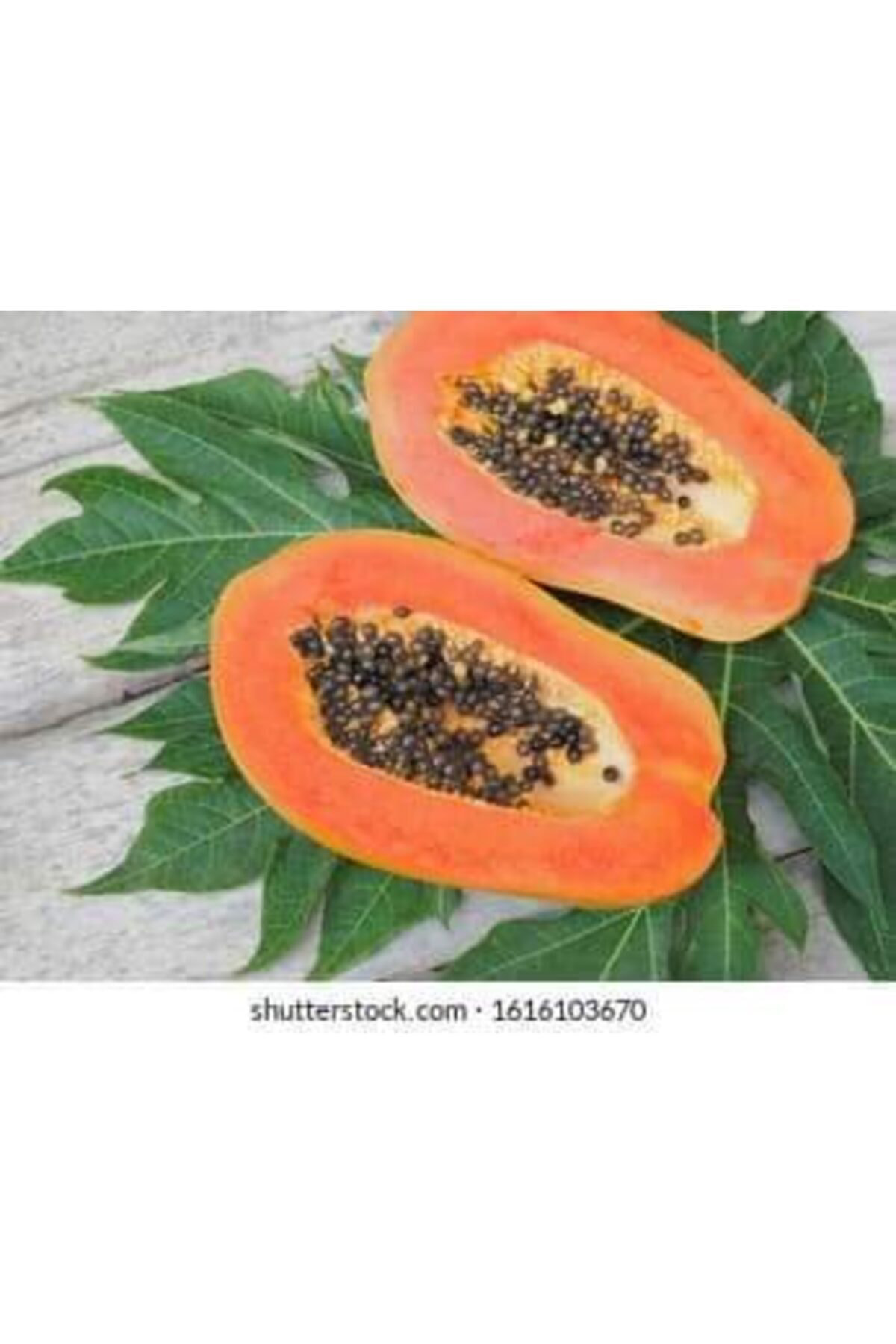 Alanyatropikal Bodur Papaya Fidanı Torbalı 80 150 Santim Sınırlı Stok