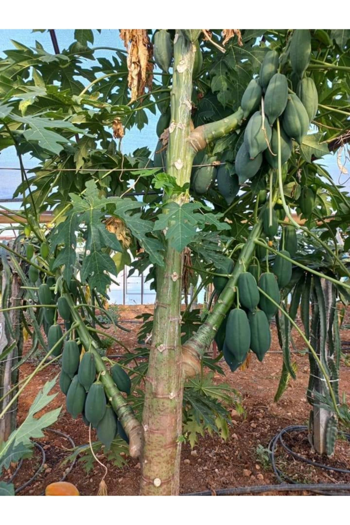 Doruk Fidancilik Bodur Papaya Fidani Saksida 100 Cm Üzeri Sinirli Stok