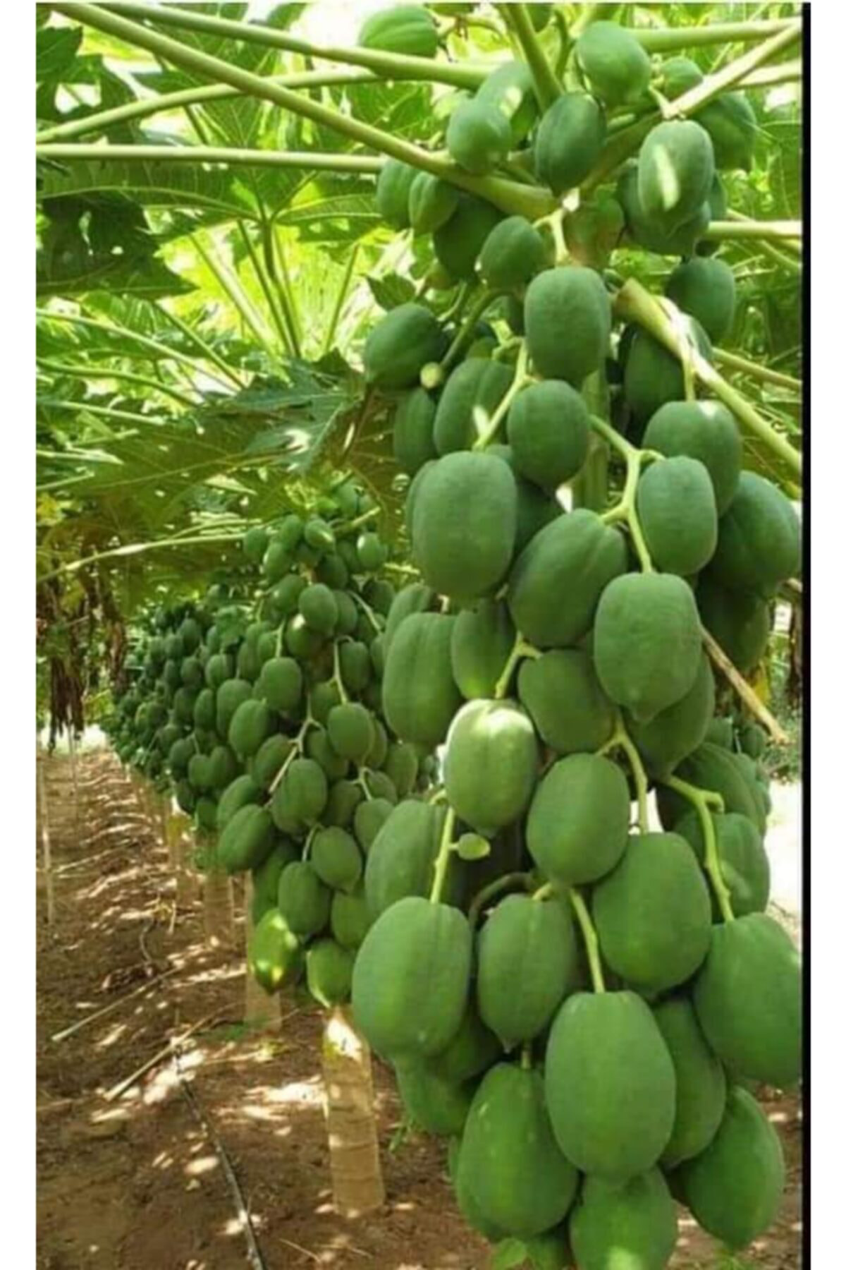 Alanyatropikal Bodur Papaya Fidanı Torbalı 80 150 Santim Sınırlı Stok