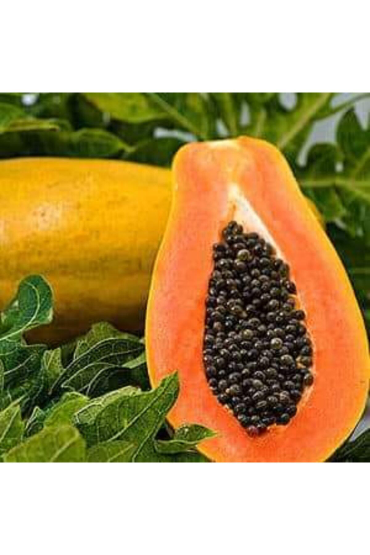 Alanyatropikal Bodur Papaya Fidanı Torbalı 80 150 Santim Sınırlı Stok
