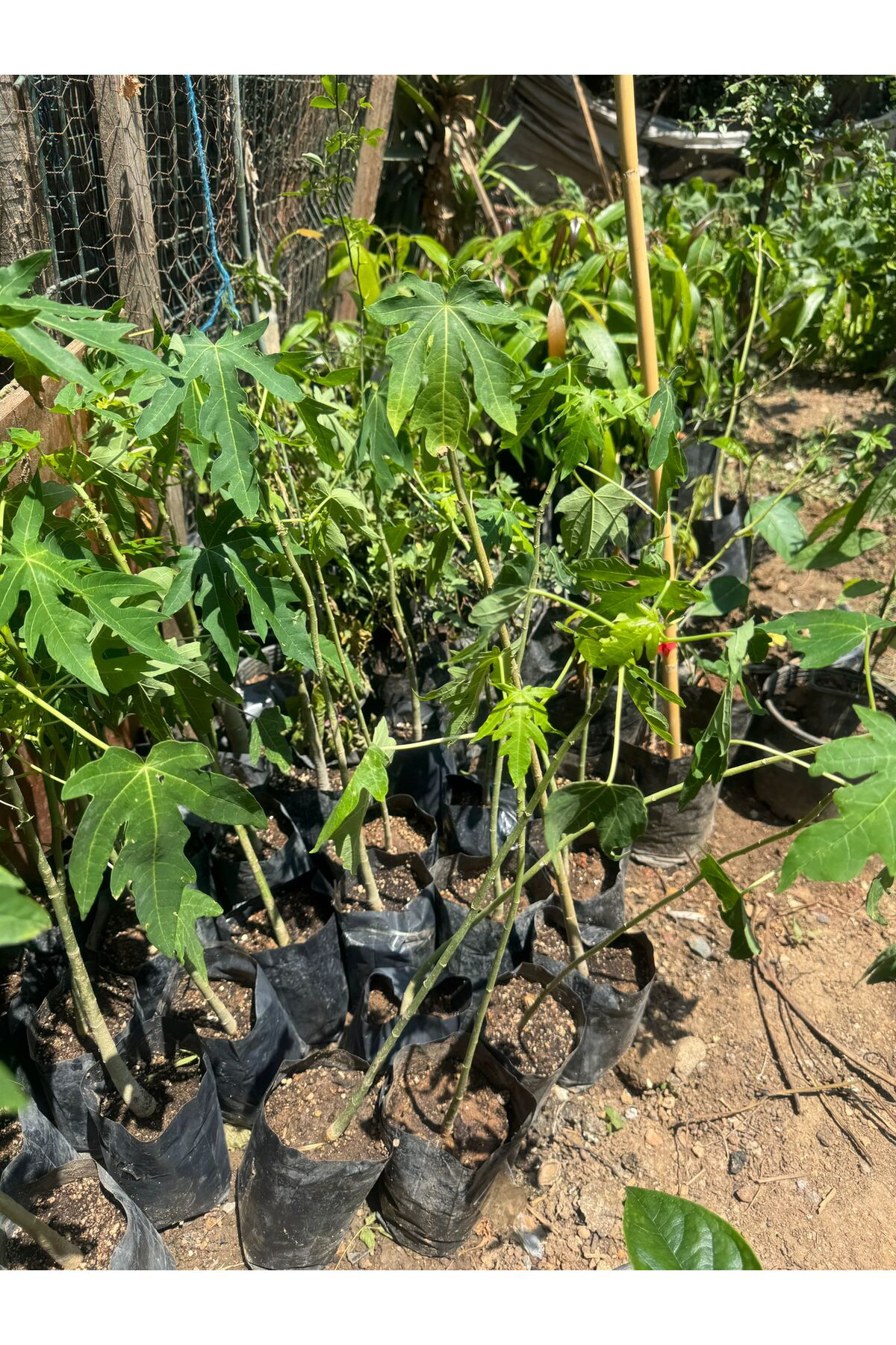 Erva Peysaj Bodur Papaya Fidanı Saksıda 100 Cm Üzeri Sınırlı Stok