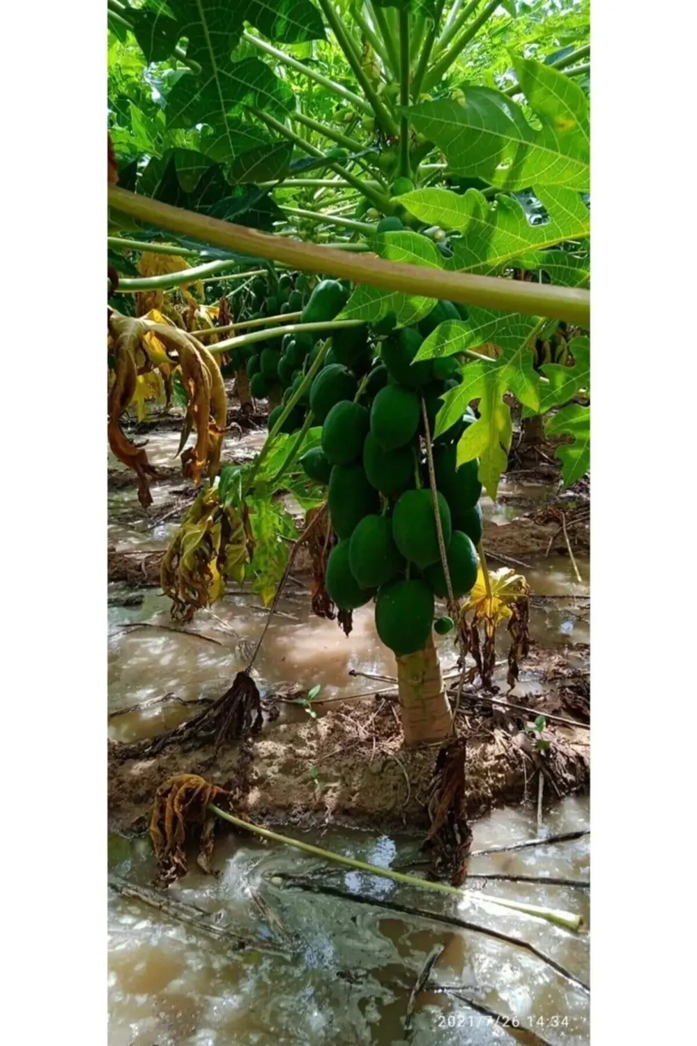 Bodur Papaya Fidanı Saksıda 100 Cm Üzeri Papaya