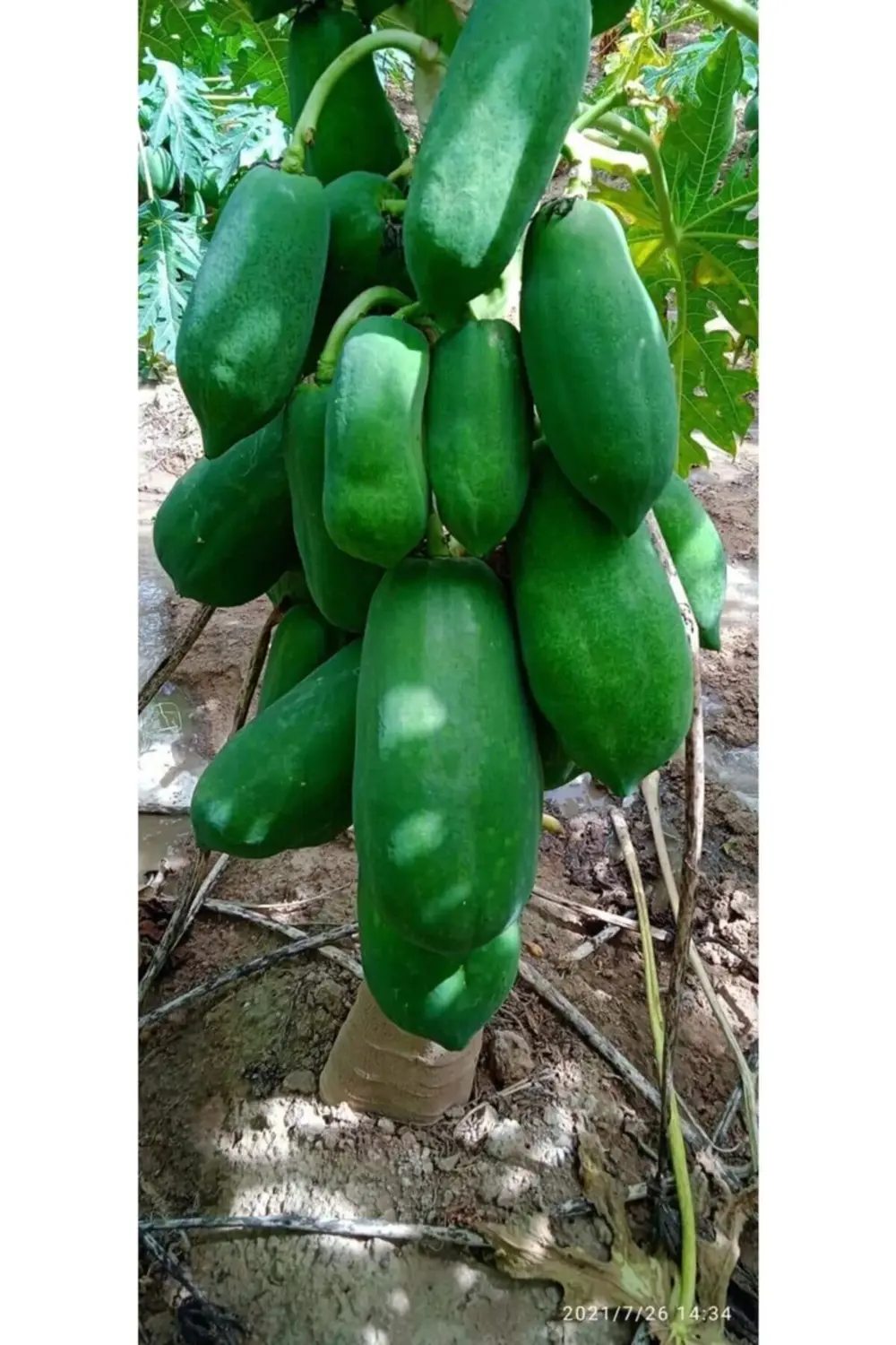Bodur Papaya Fidanı Saksıda 100 Cm Üzeri Papaya