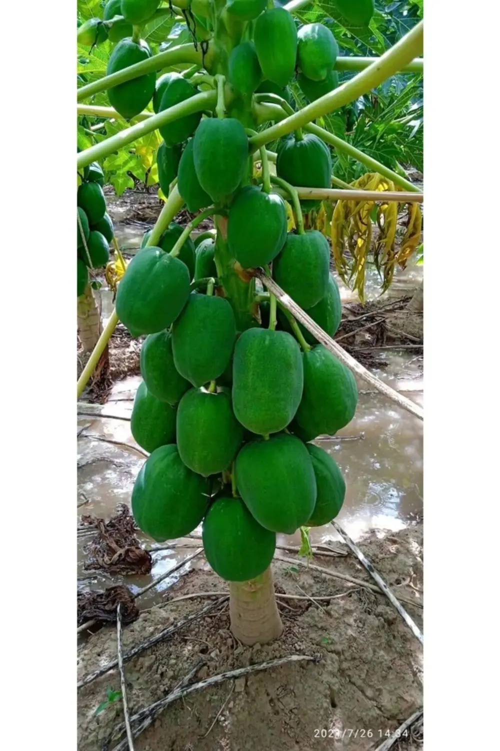 Bodur Papaya Fidanı Saksıda 100 Cm Üzeri Papaya
