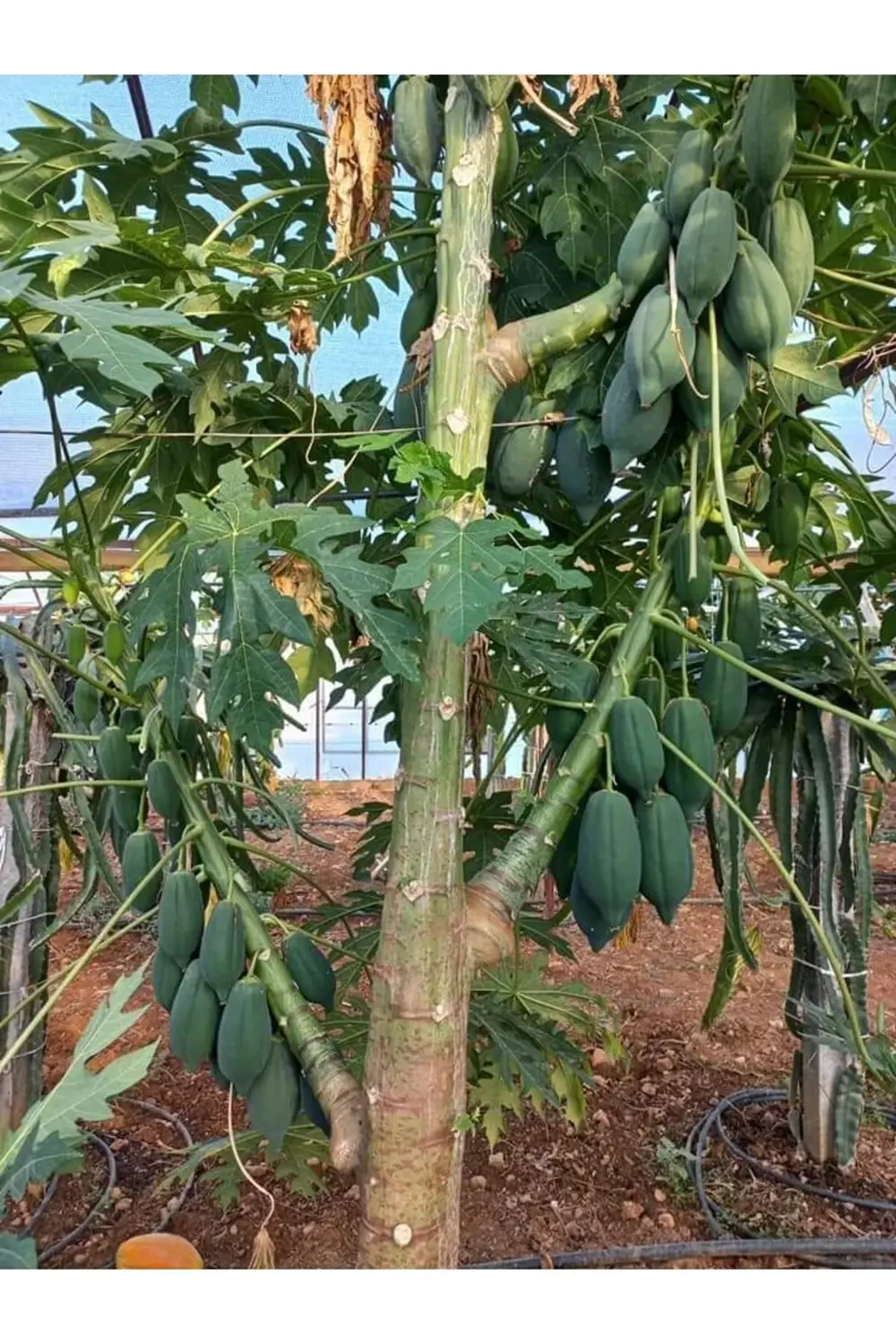 Bodur Papaya Fidanı Torbalı