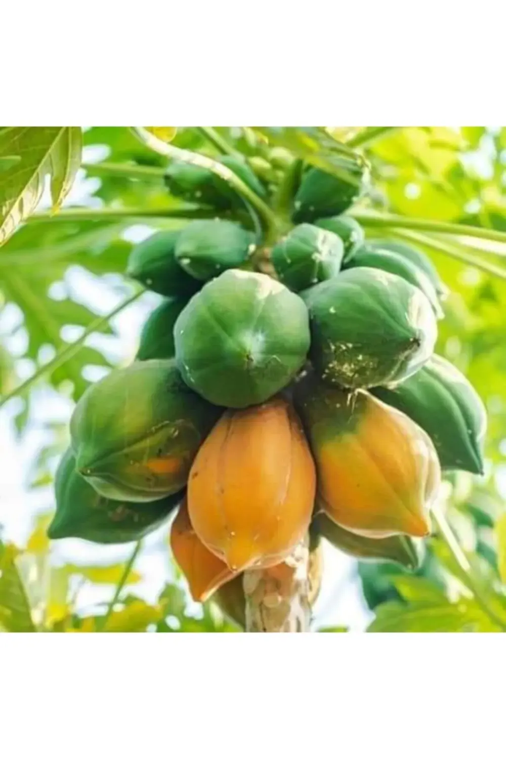 Bodur Papaya Fidanı