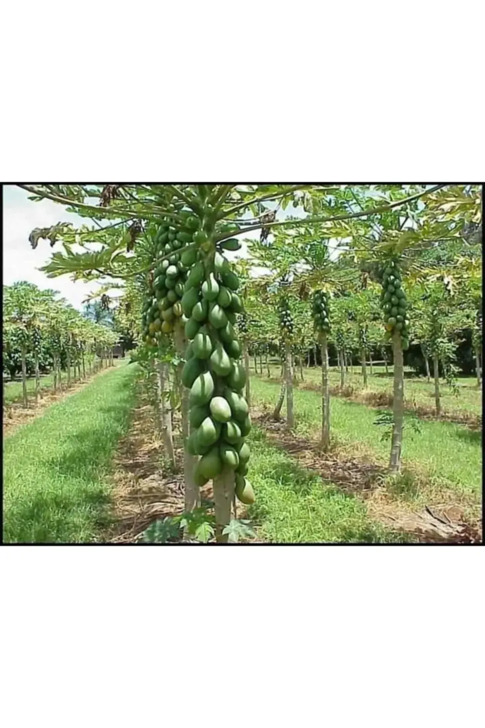 Bodur Papaya Fidanı