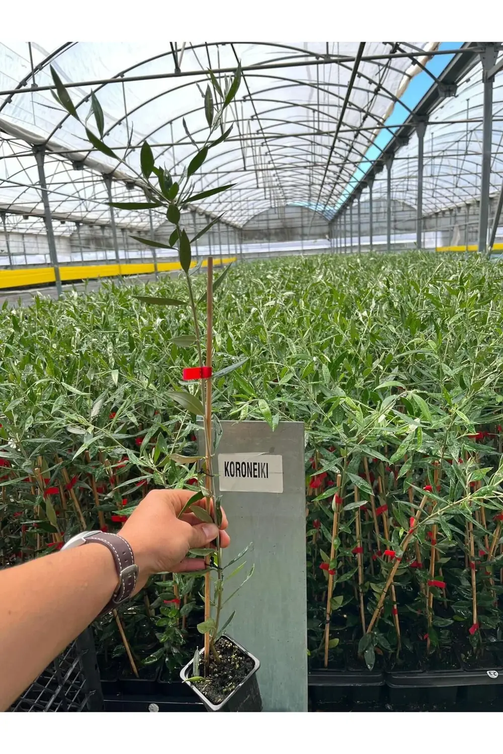 Bodur Yüksek Verimli Koroneiki Zeytin Fidanı 20 40 CM